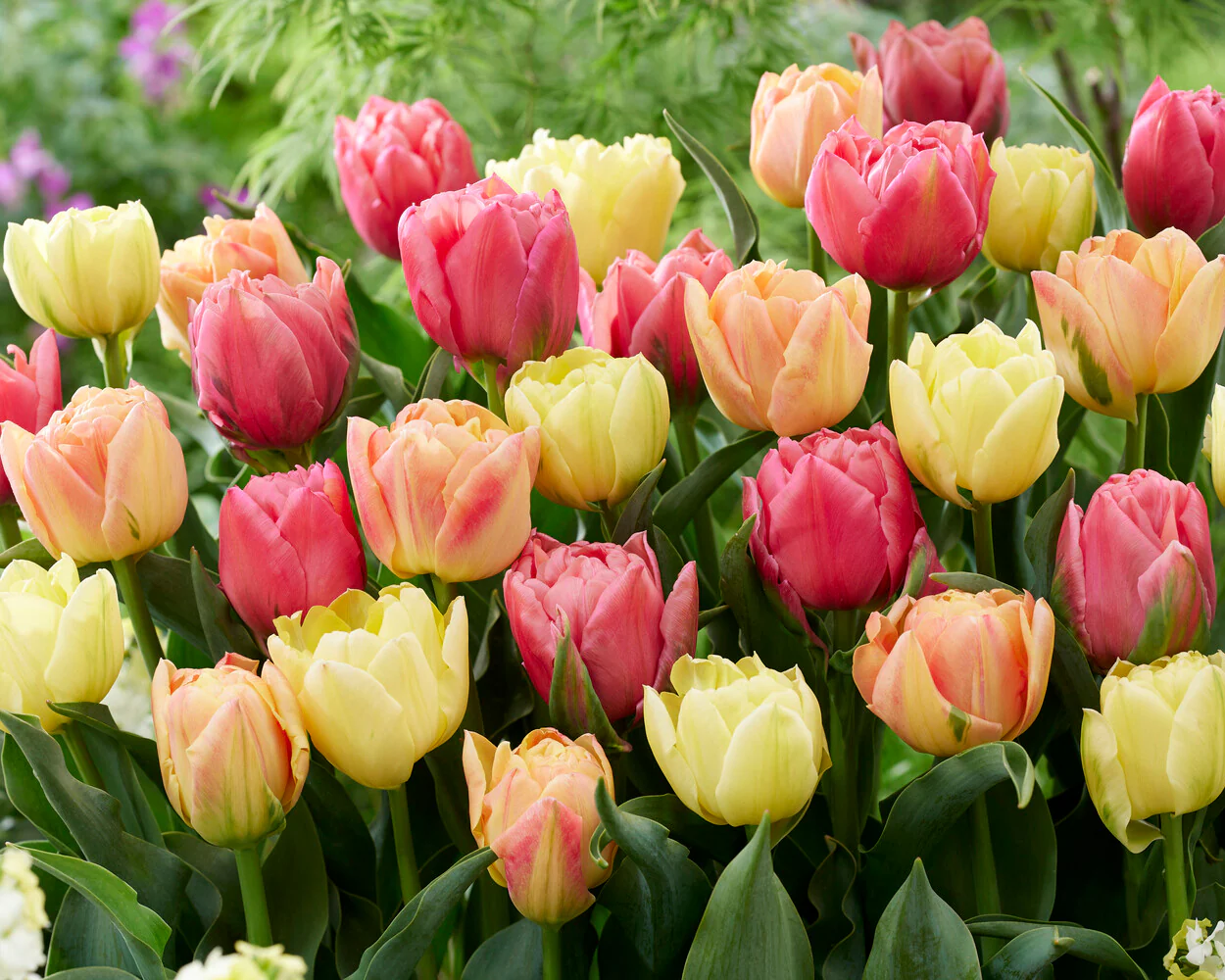 Tulip collection 'Symbiose Pastels' - Image 3