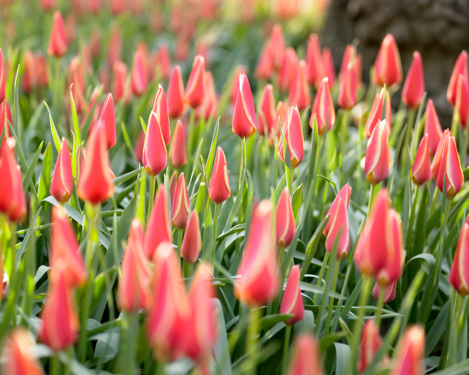 Tulip 'Taco' - Image 2