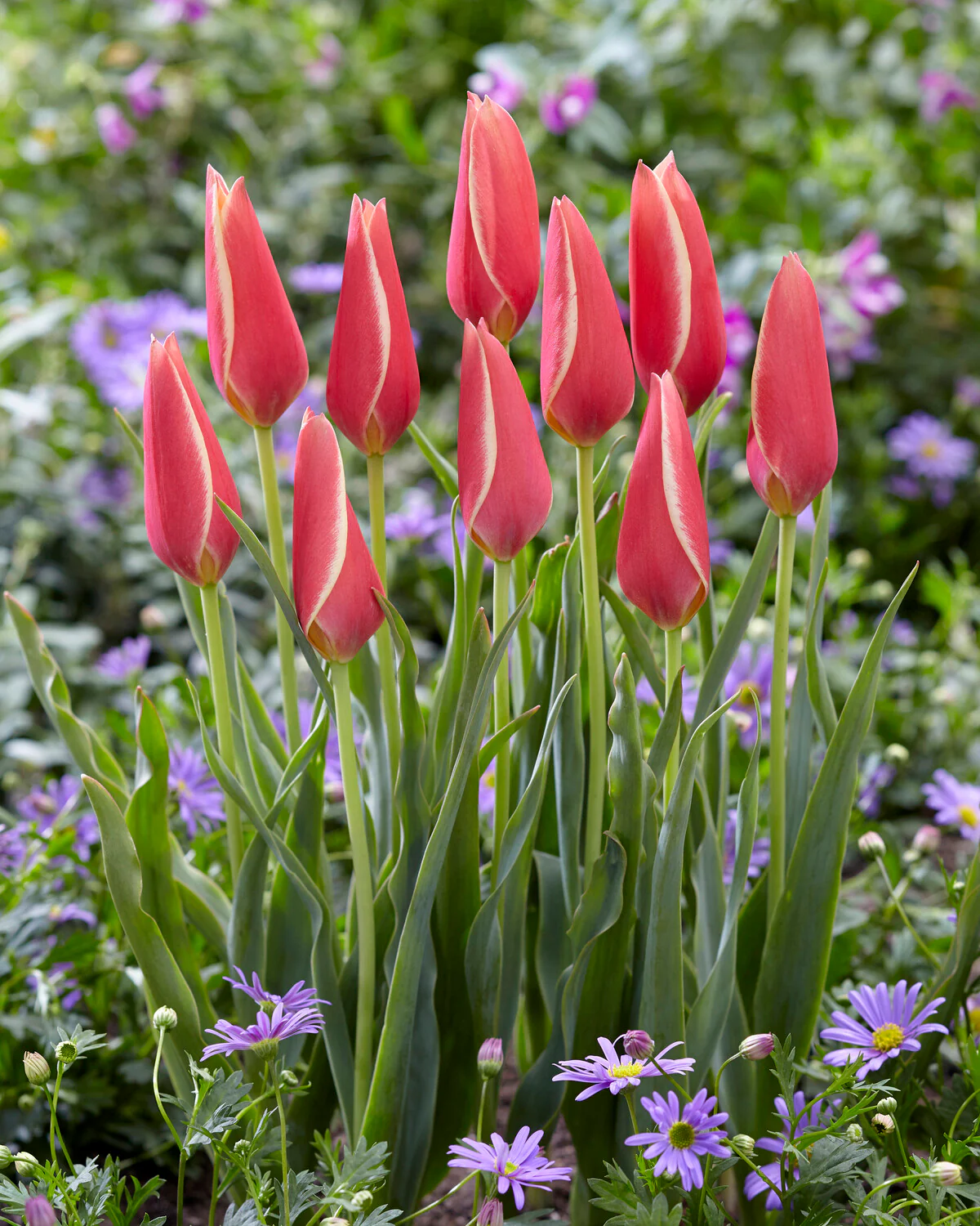 Tulip 'Taco' - Image 3
