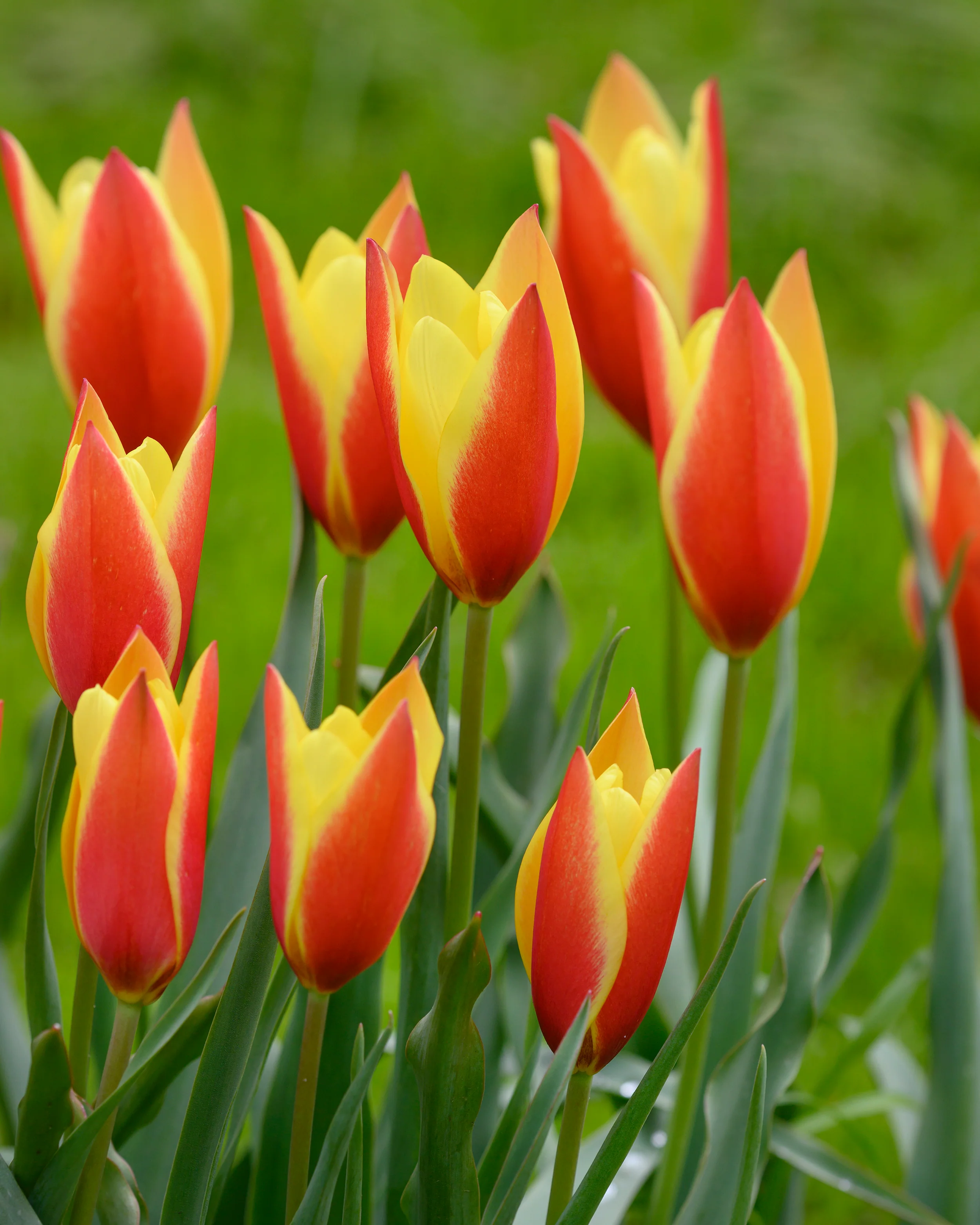 Tulip 'Taco' - Image 4