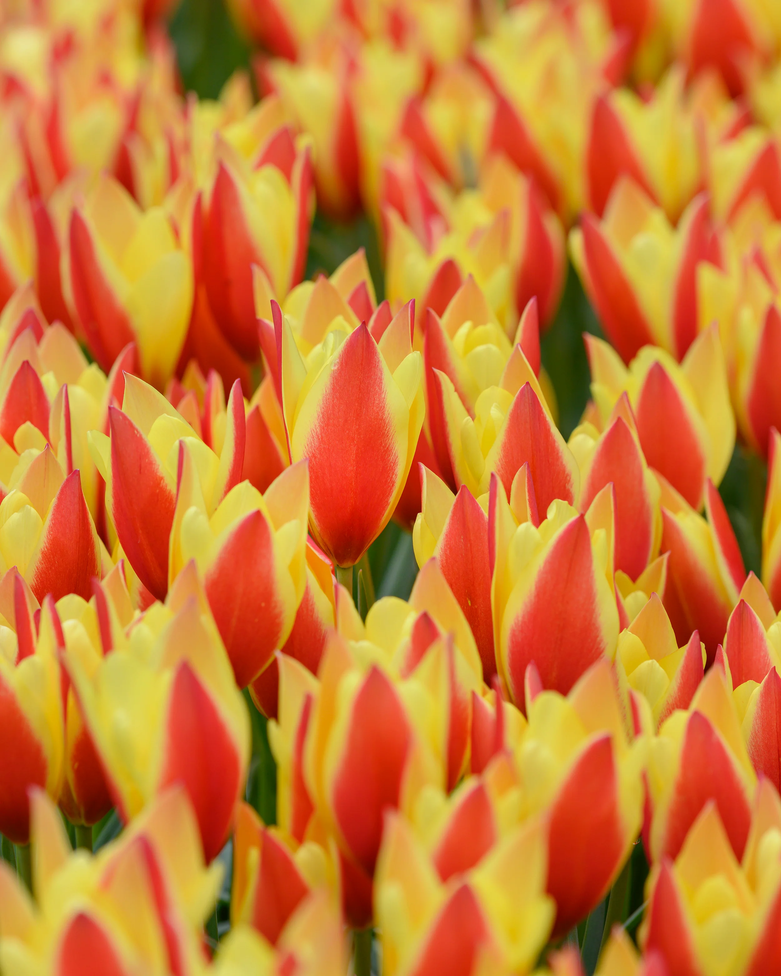Tulip 'Taco' - Image 5