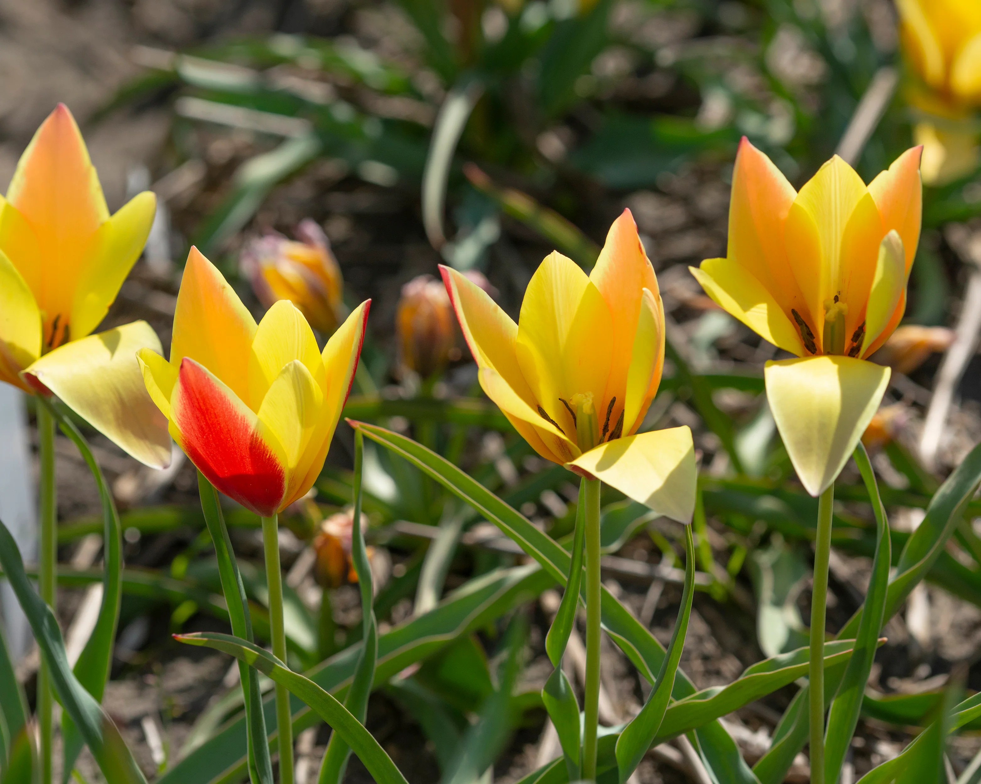 Tulip 'Taco' - Image 7
