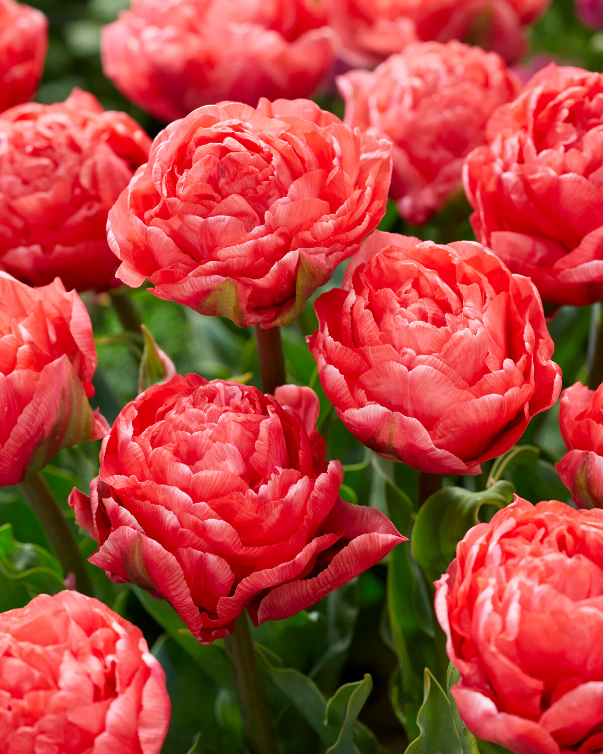 Tulip 'Taiwan'