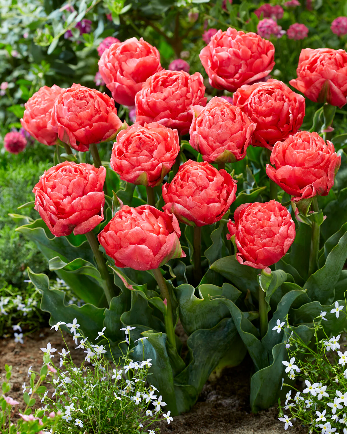 Tulip 'Taiwan' - Image 2