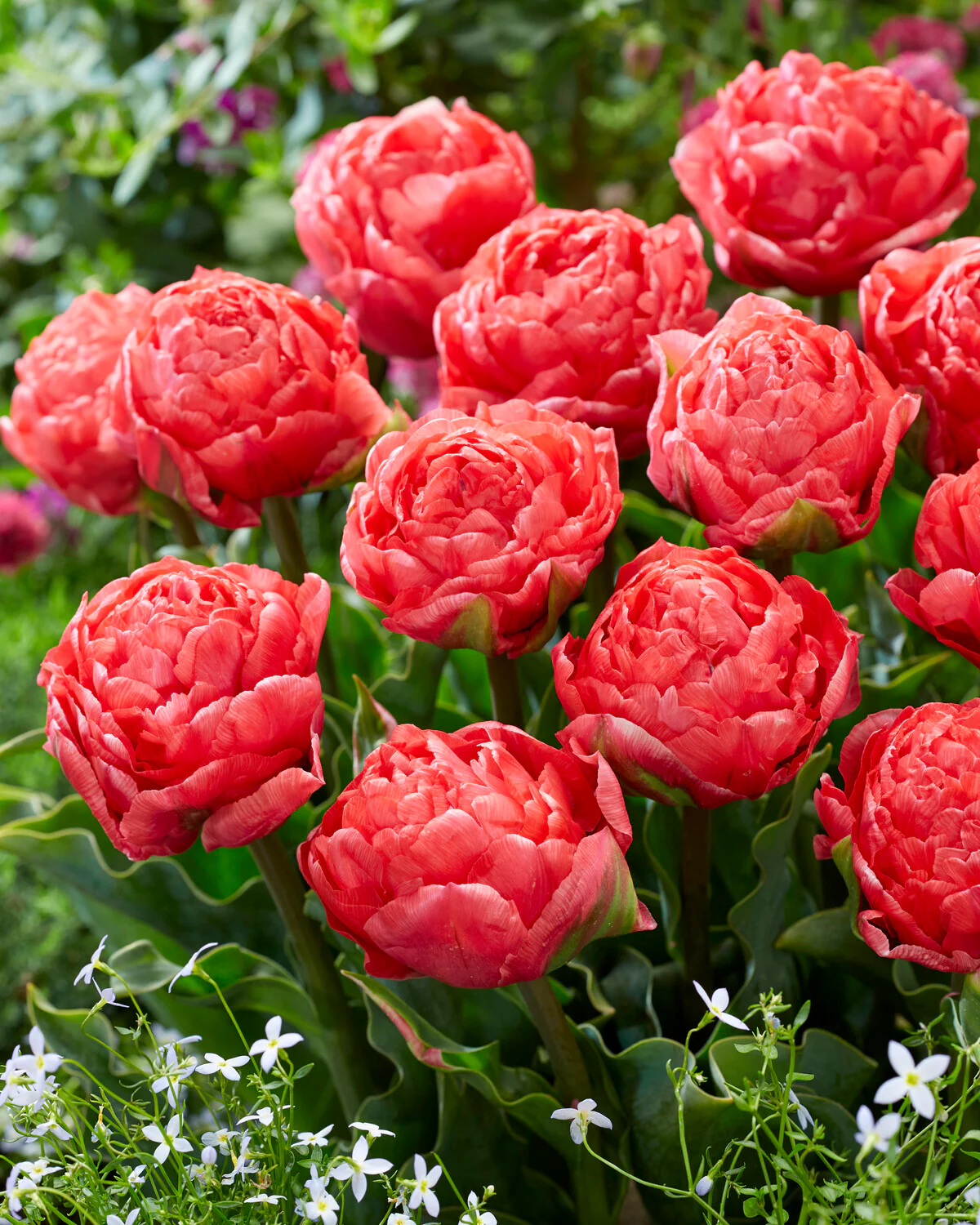 Tulip 'Taiwan' - Image 3