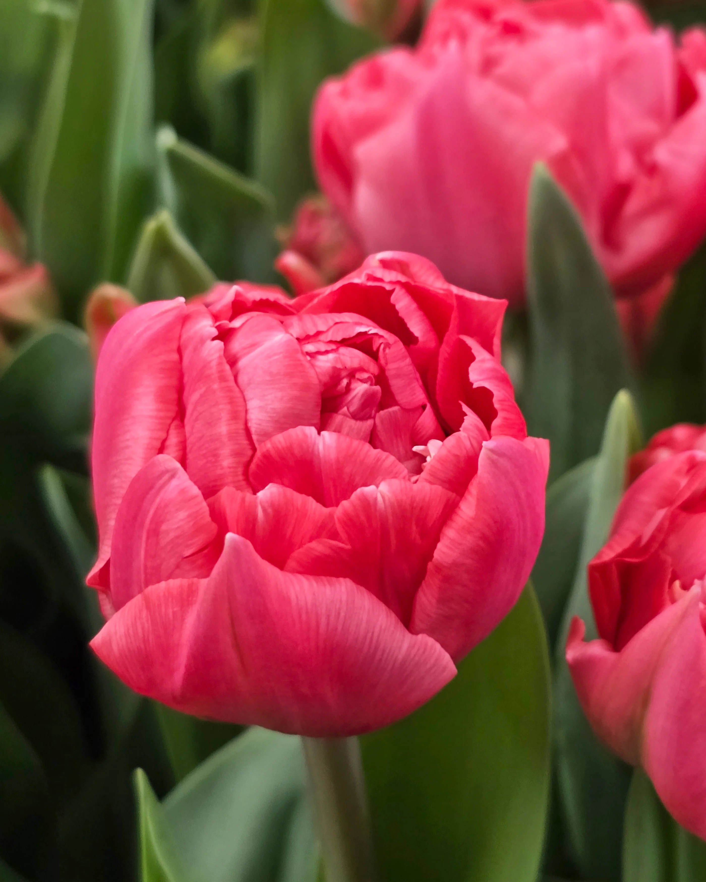 Tulip 'Taiwan' - Image 8