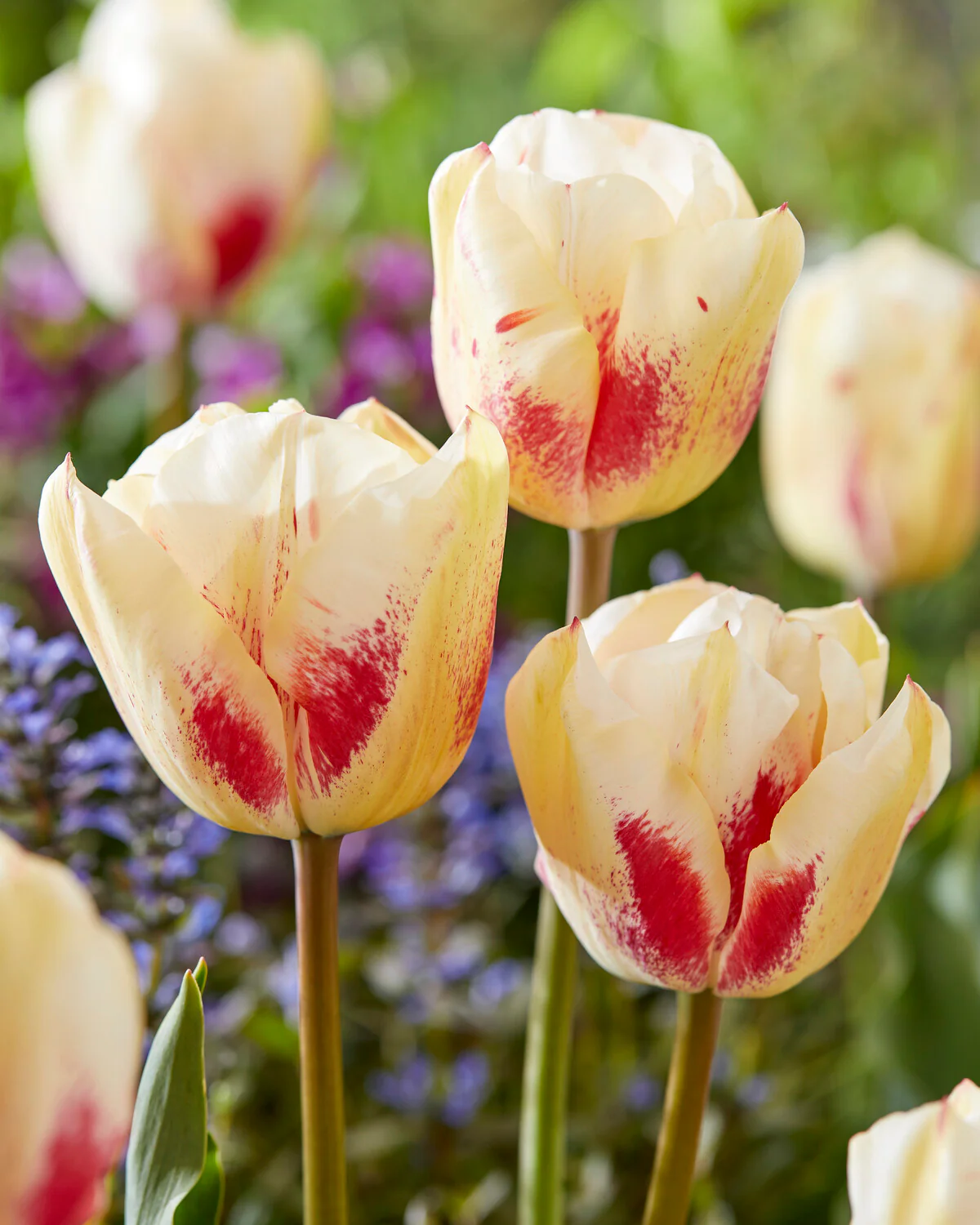 Tulip 'Tango' - Image 2