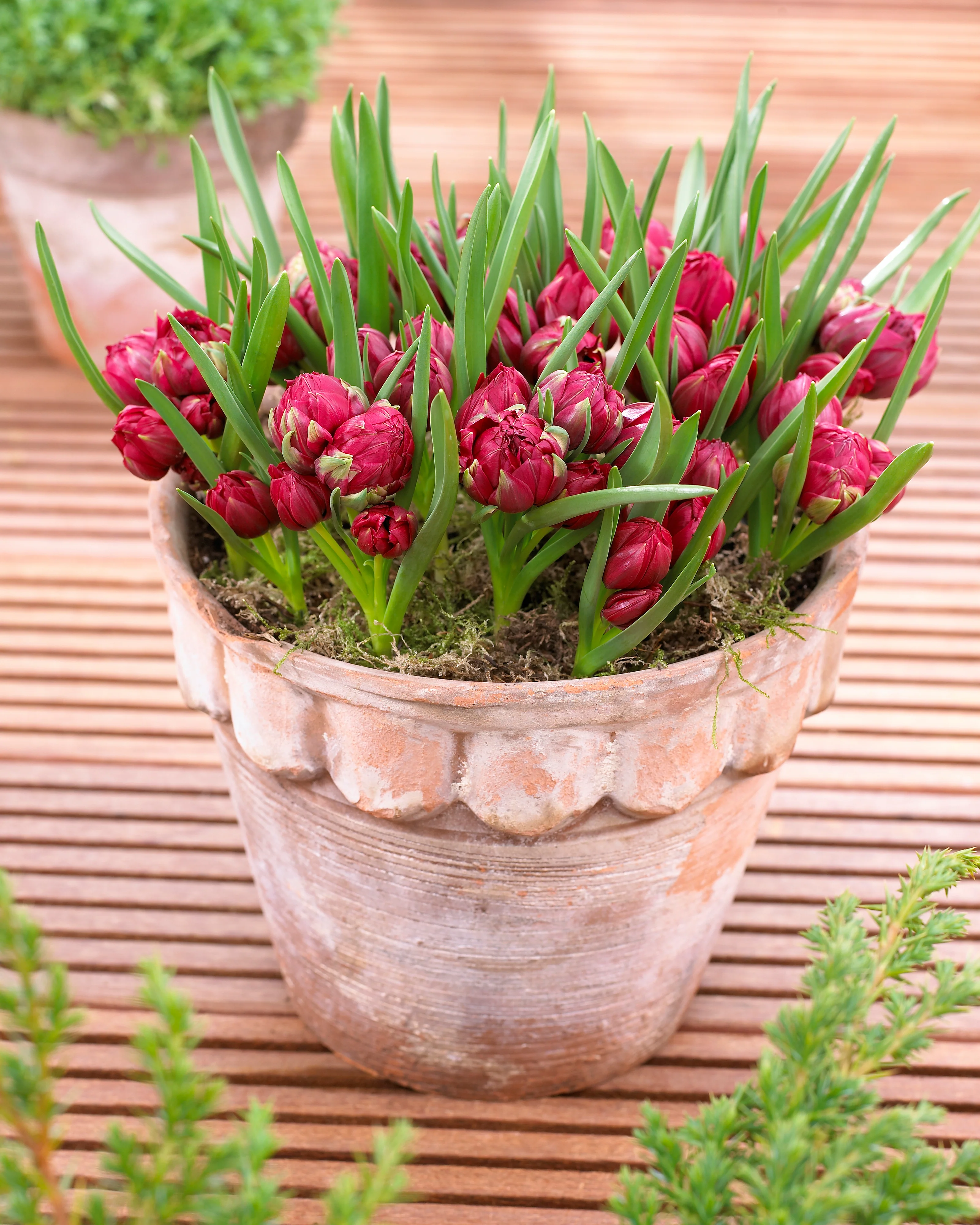 Tulip 'Tête-a-Tête' - Image 6