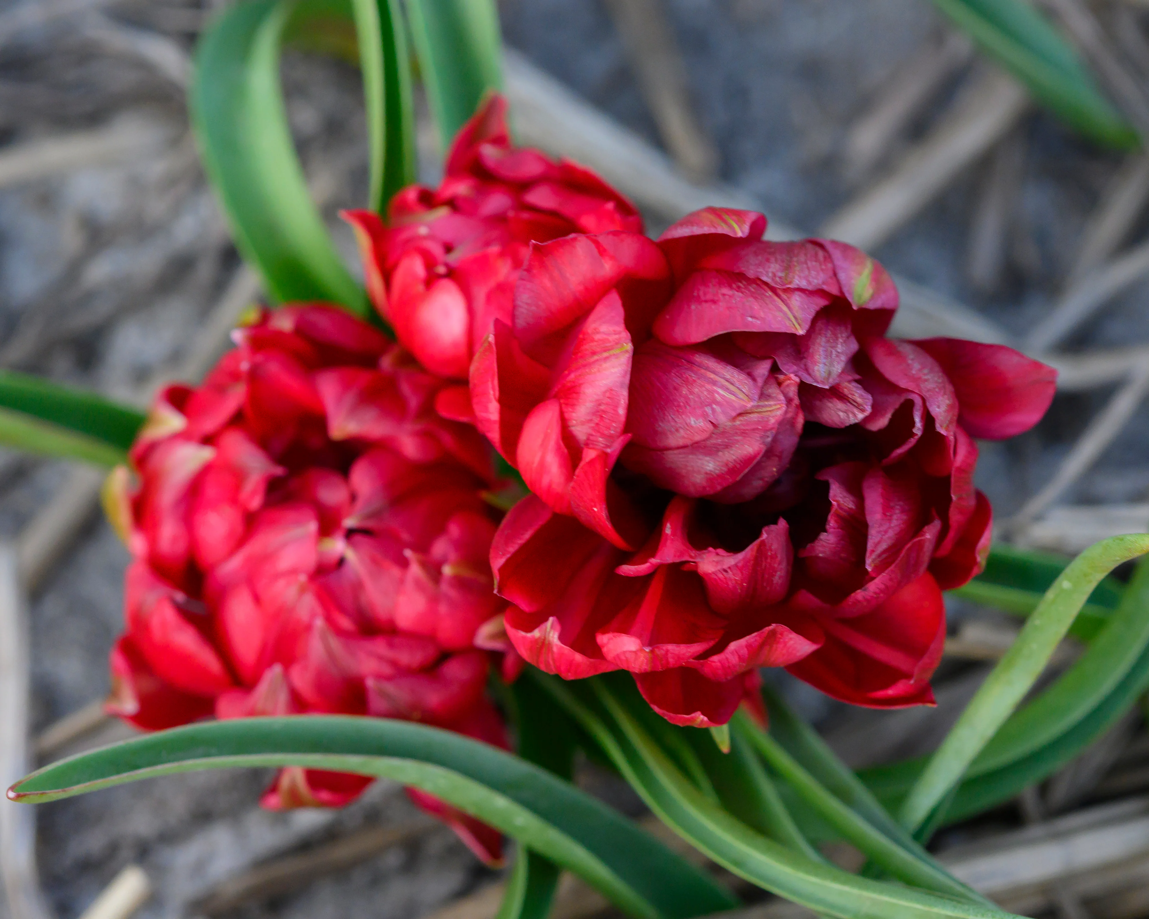 Tulip 'Tête-a-Tête' - Image 7