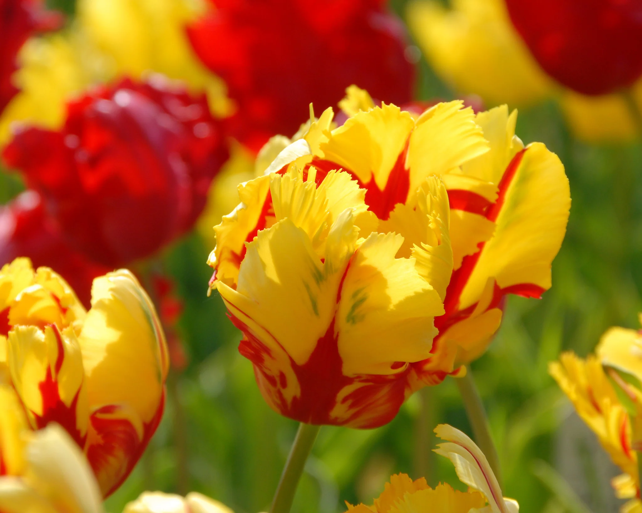 Tulip 'Texas Flame' - Image 2