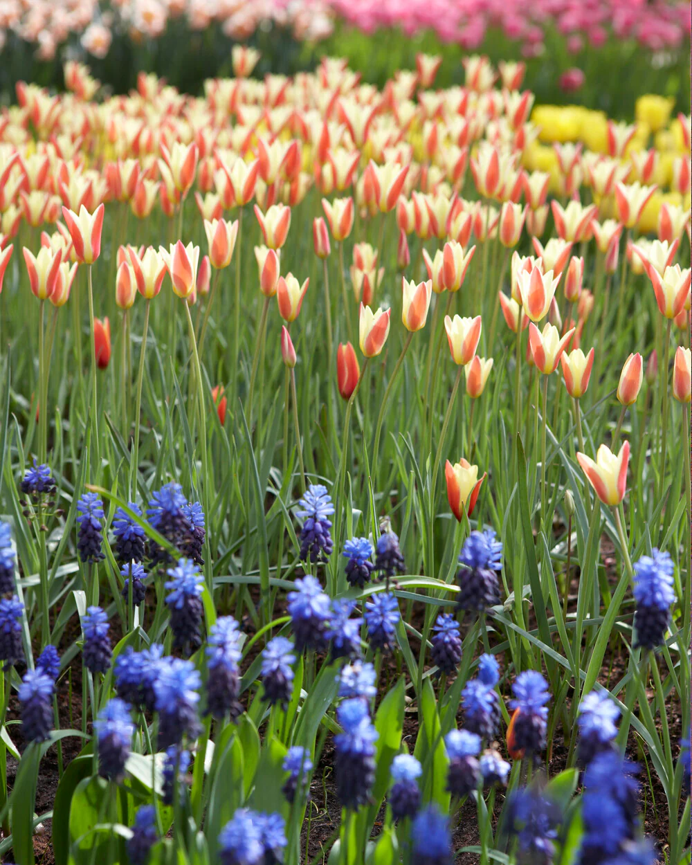 Tulip 'Tinka' - Image 10