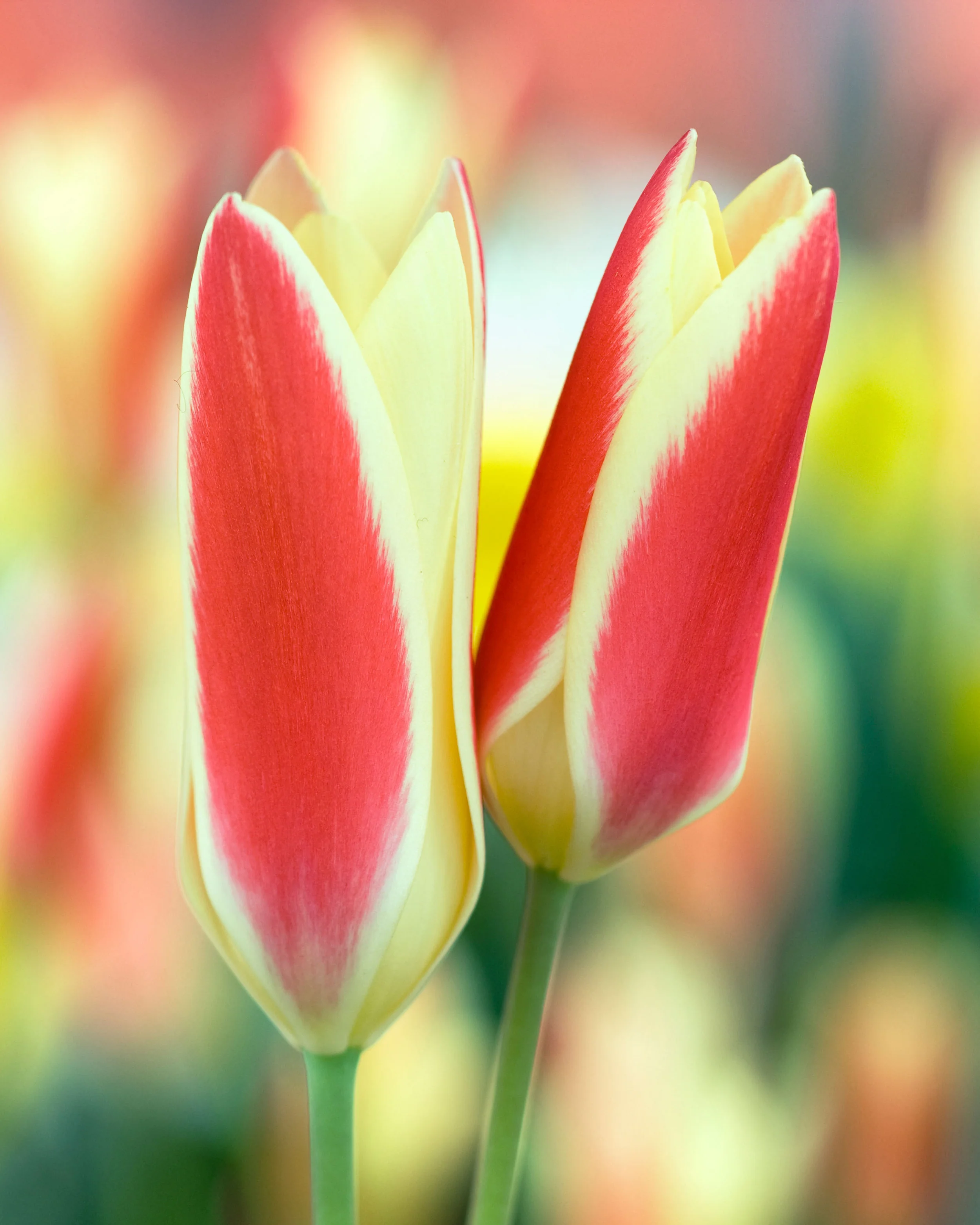 Tulip 'Tinka' - Image 2