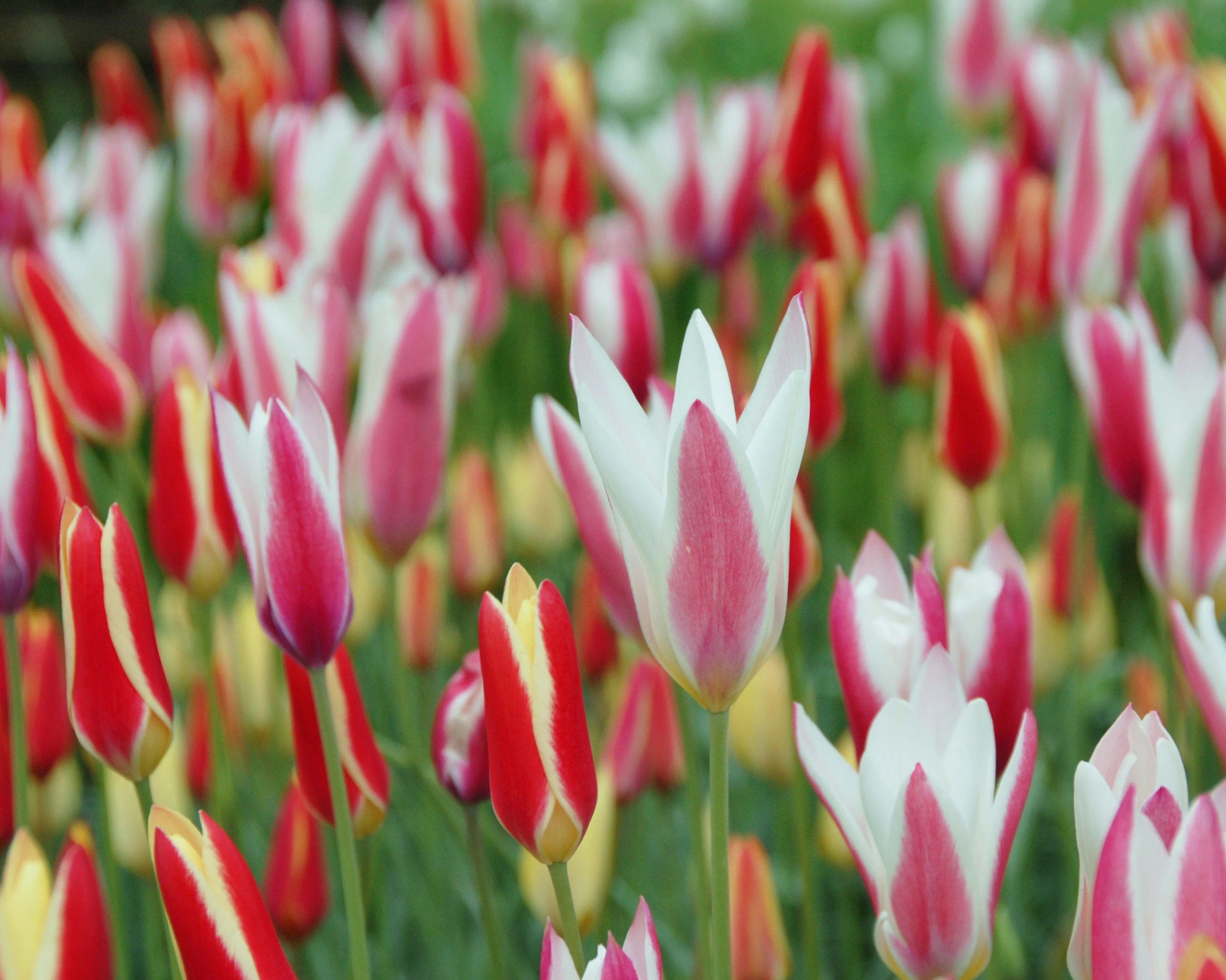 Tulip 'Tinka' - Image 4