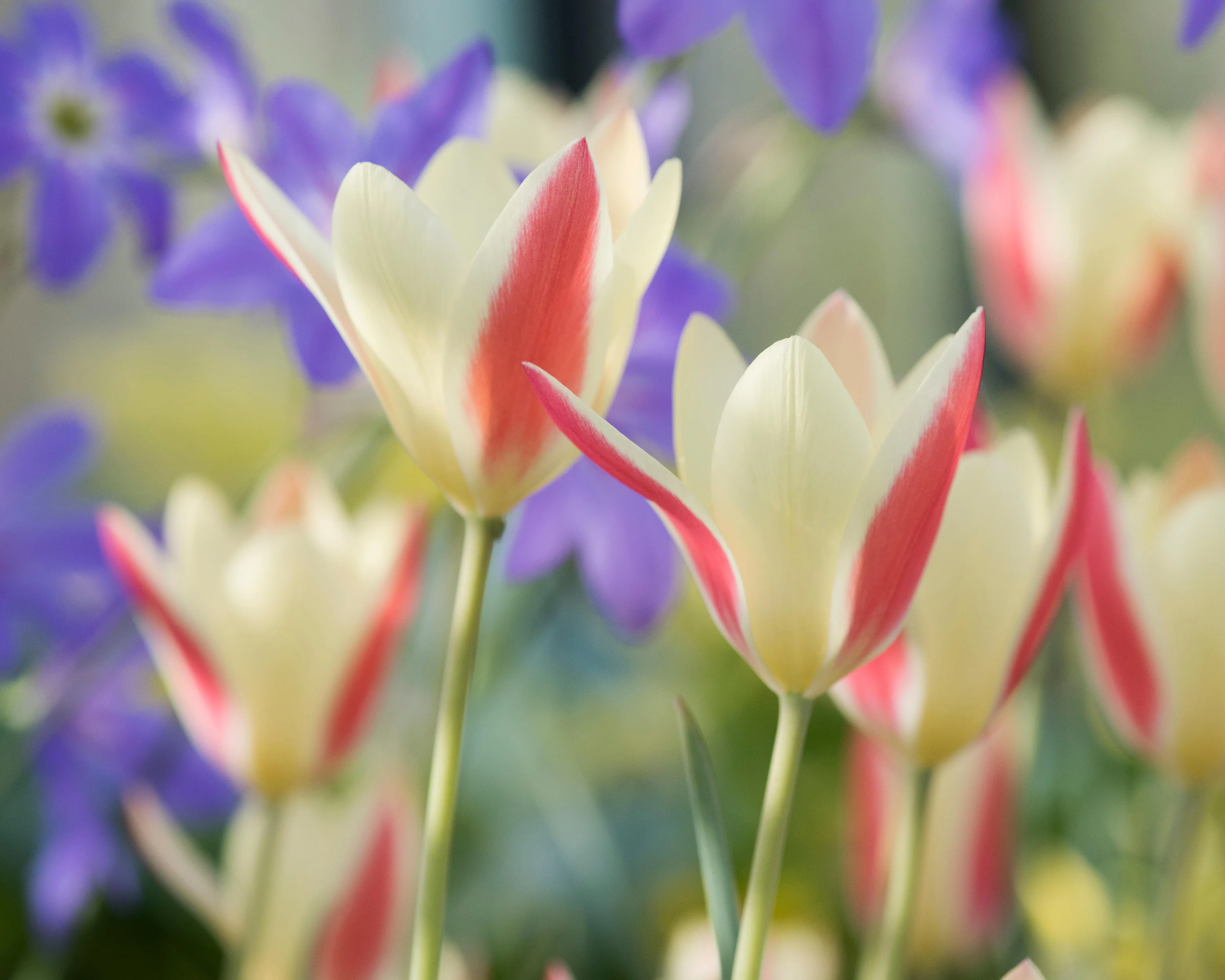 Tulip 'Tinka' - Image 5