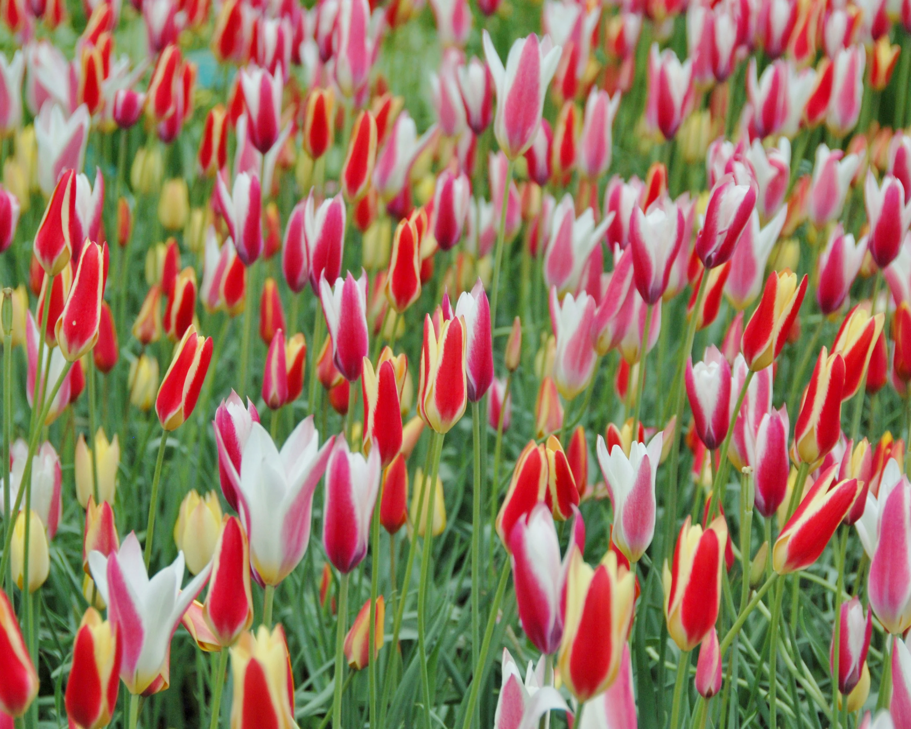 Tulip 'Tinka' - Image 6