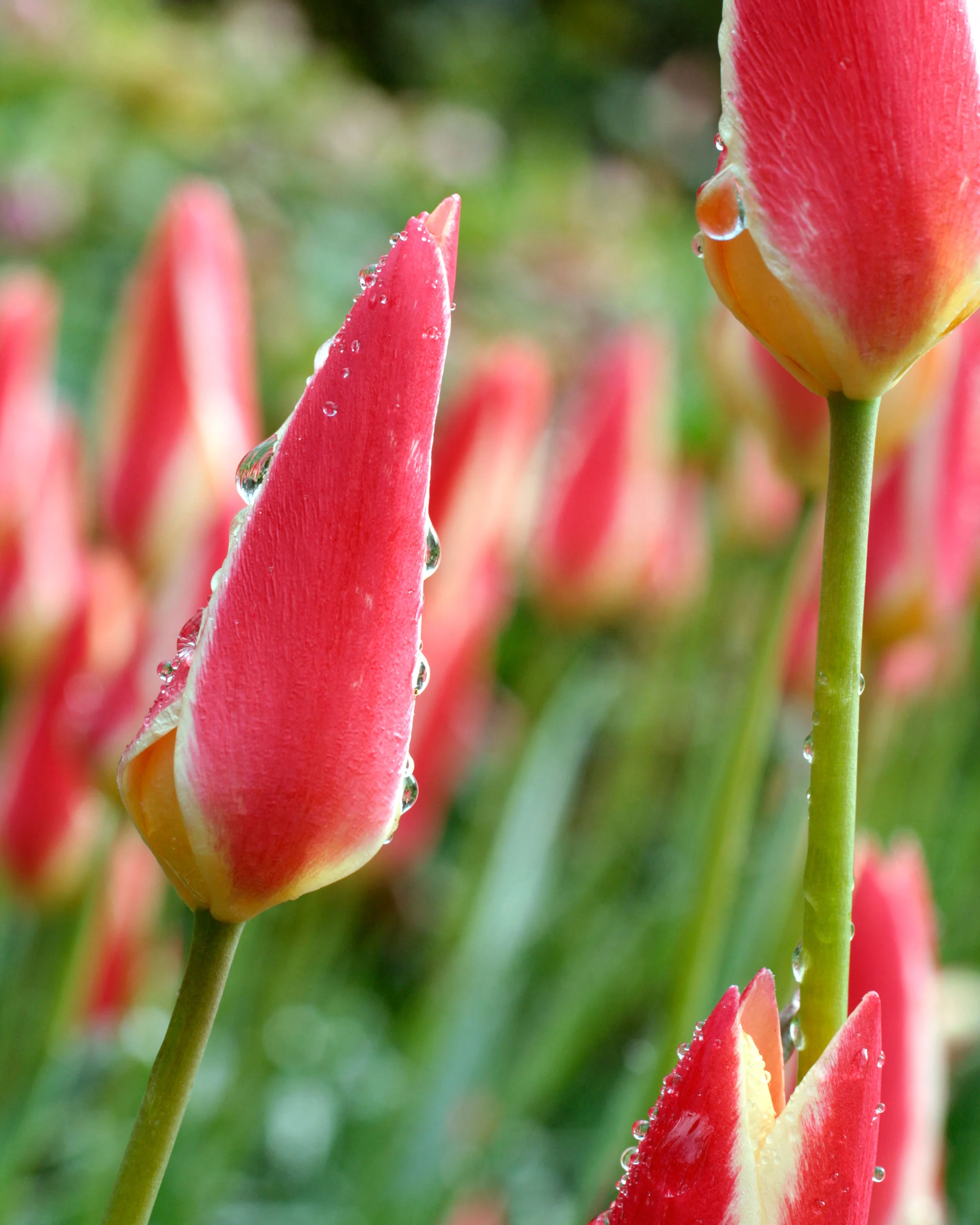 Tulip 'Tinka' - Image 7
