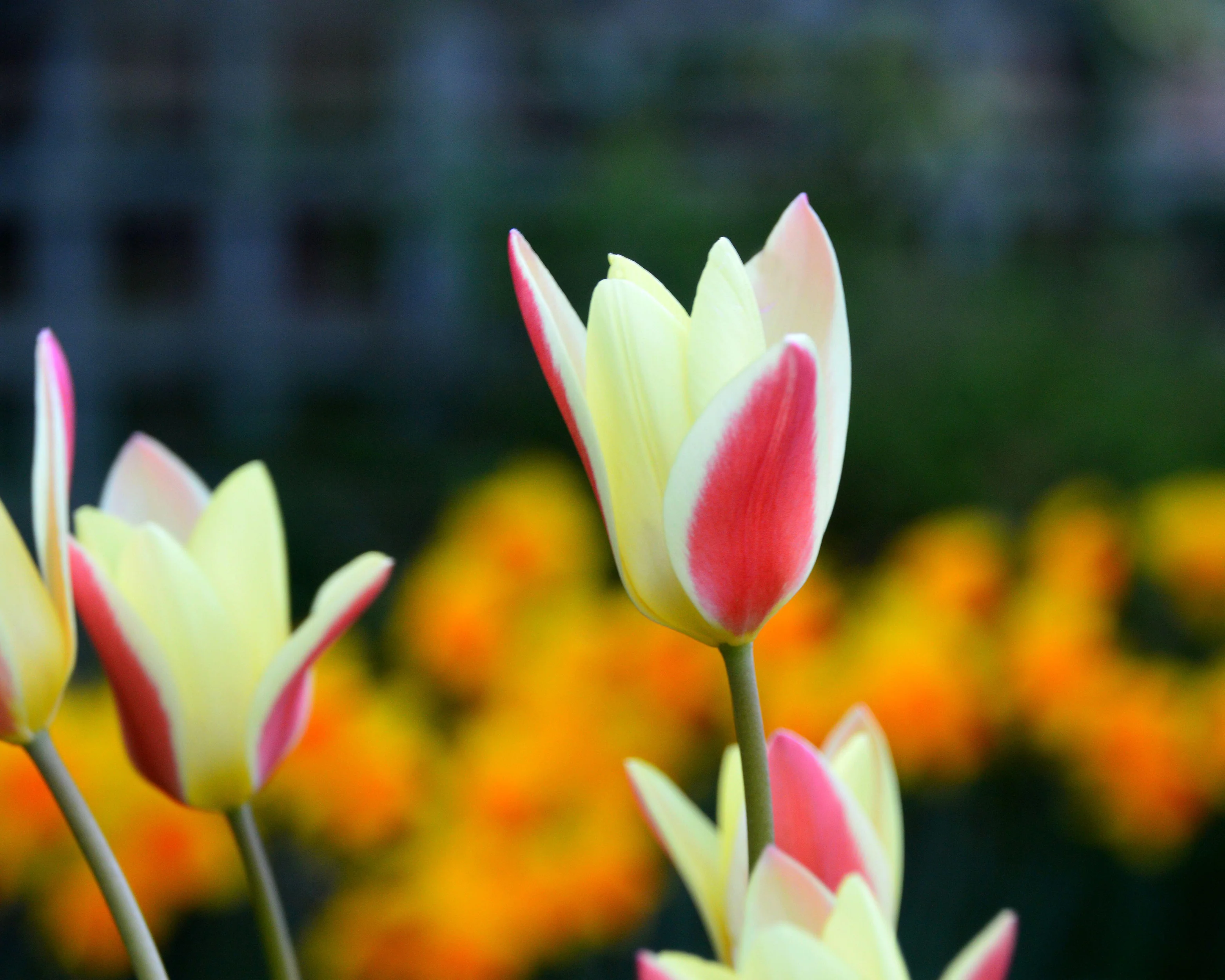 Tulip 'Tinka' - Image 8
