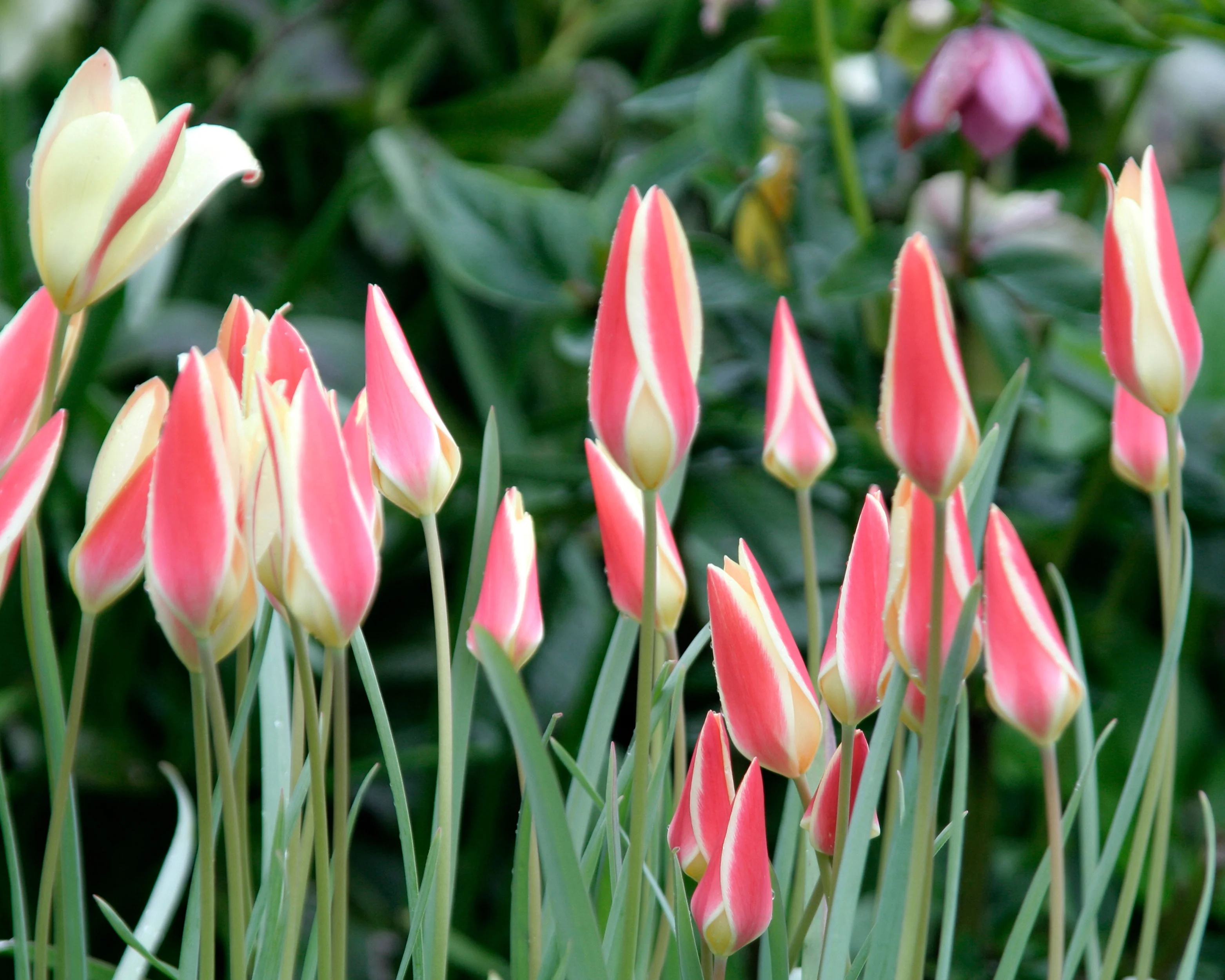 Tulip 'Tinka' - Image 9