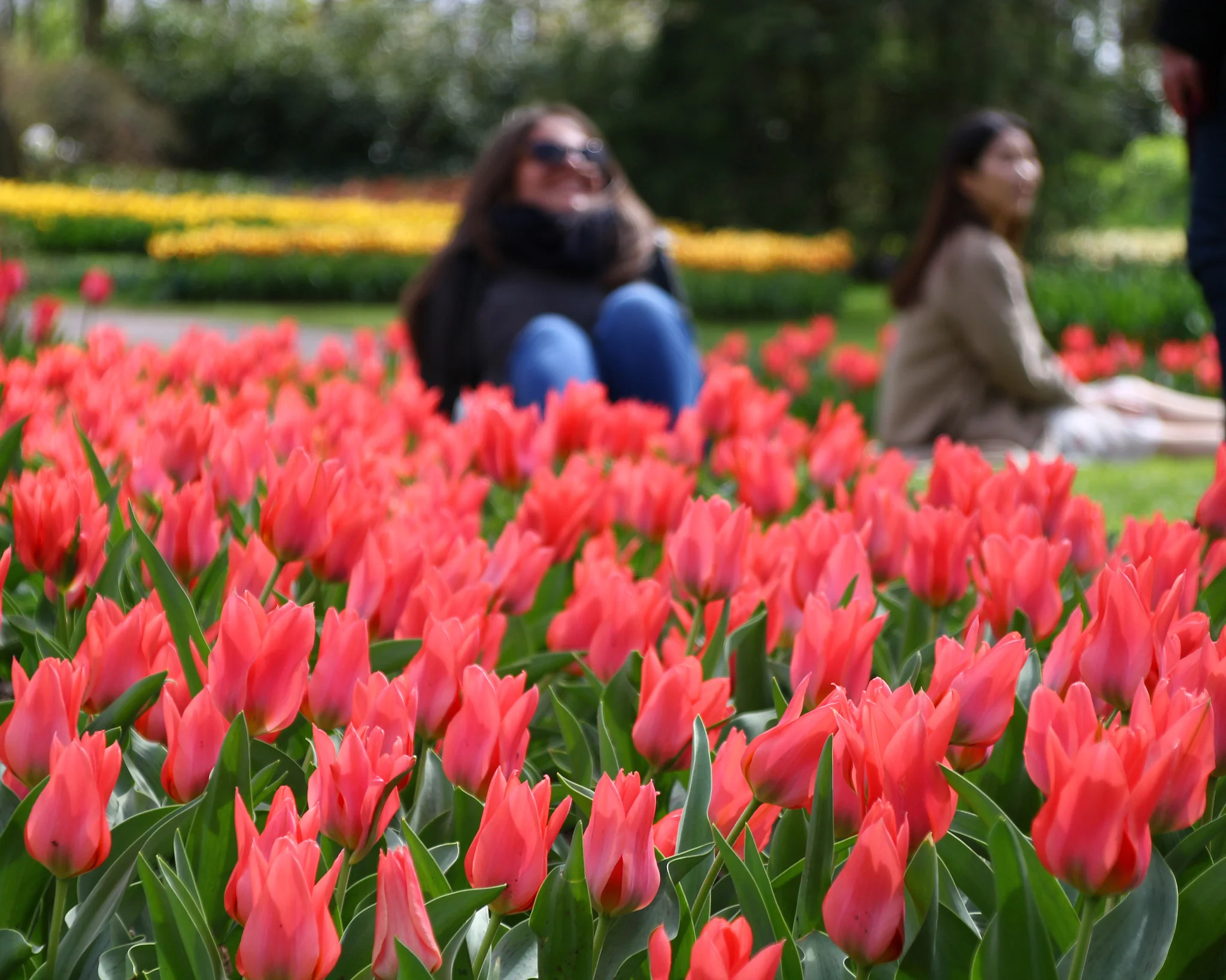 Tulip 'Toronto' - Image 5