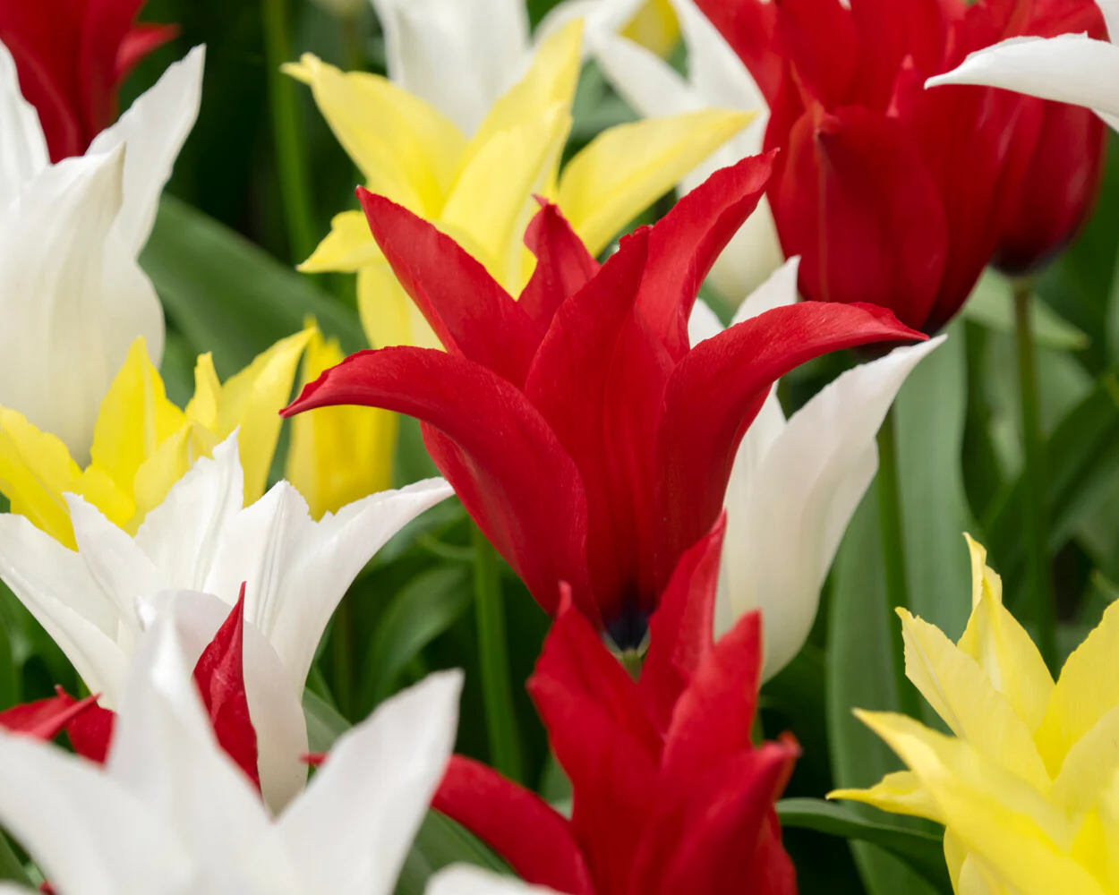 Tulip collection 'Tres Chic Festival' - Image 3