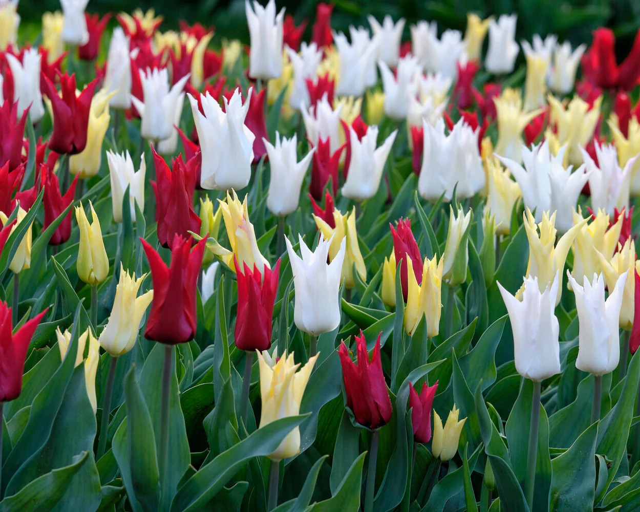 Tulip collection 'Tres Chic Festival' - Image 4