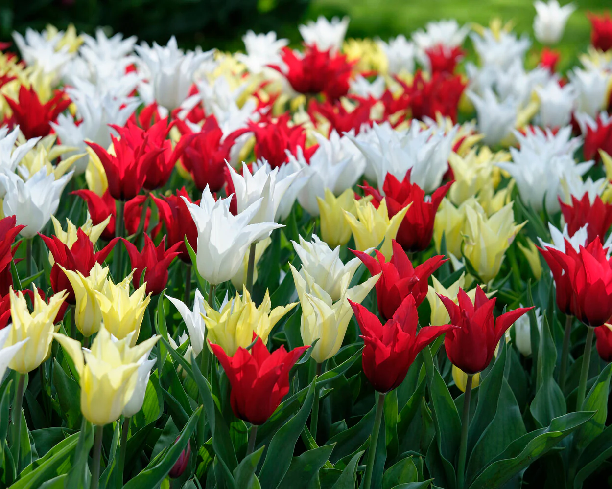Tulip collection 'Tres Chic Festival' - Image 5