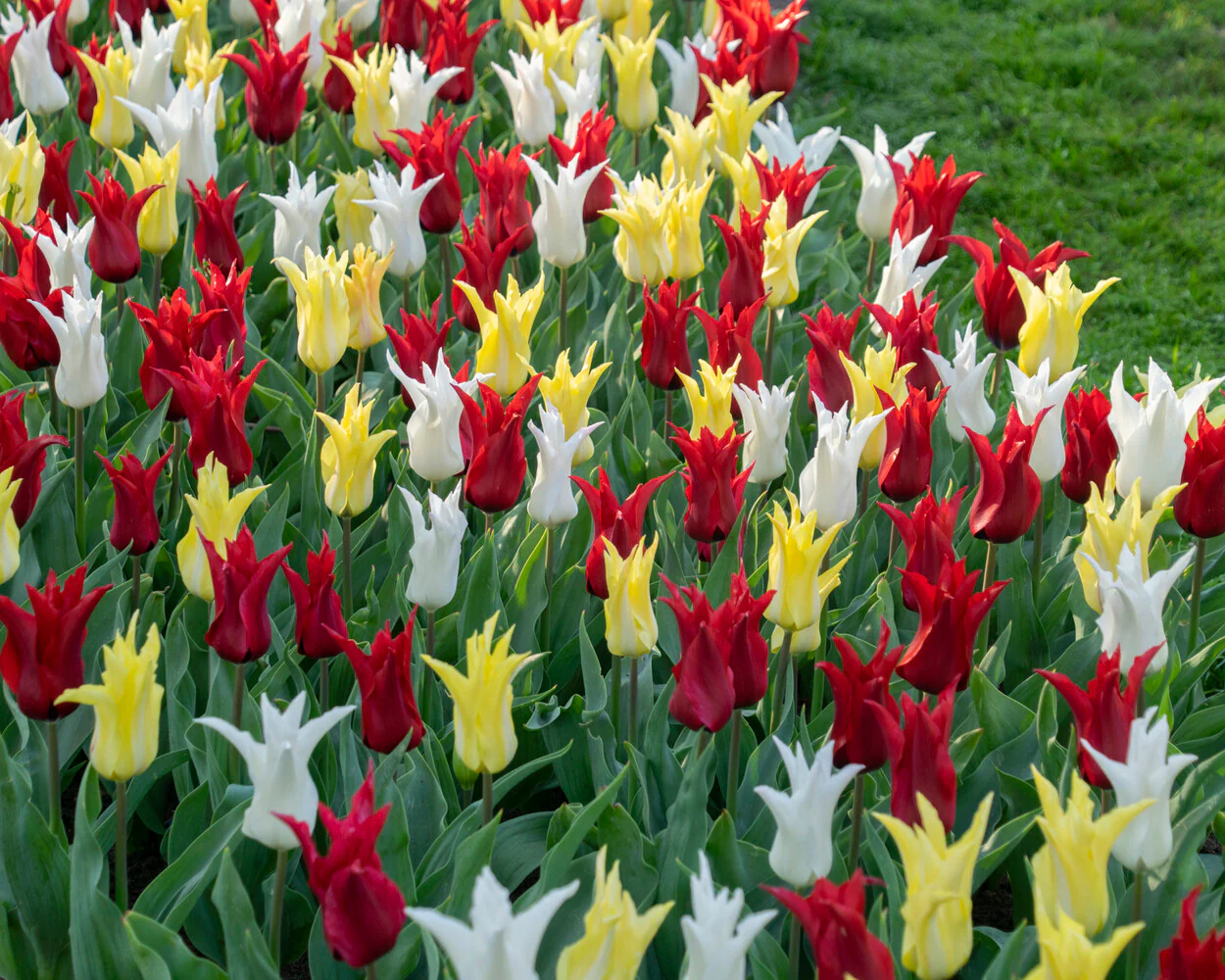 Tulip collection 'Tres Chic Festival' - Image 6