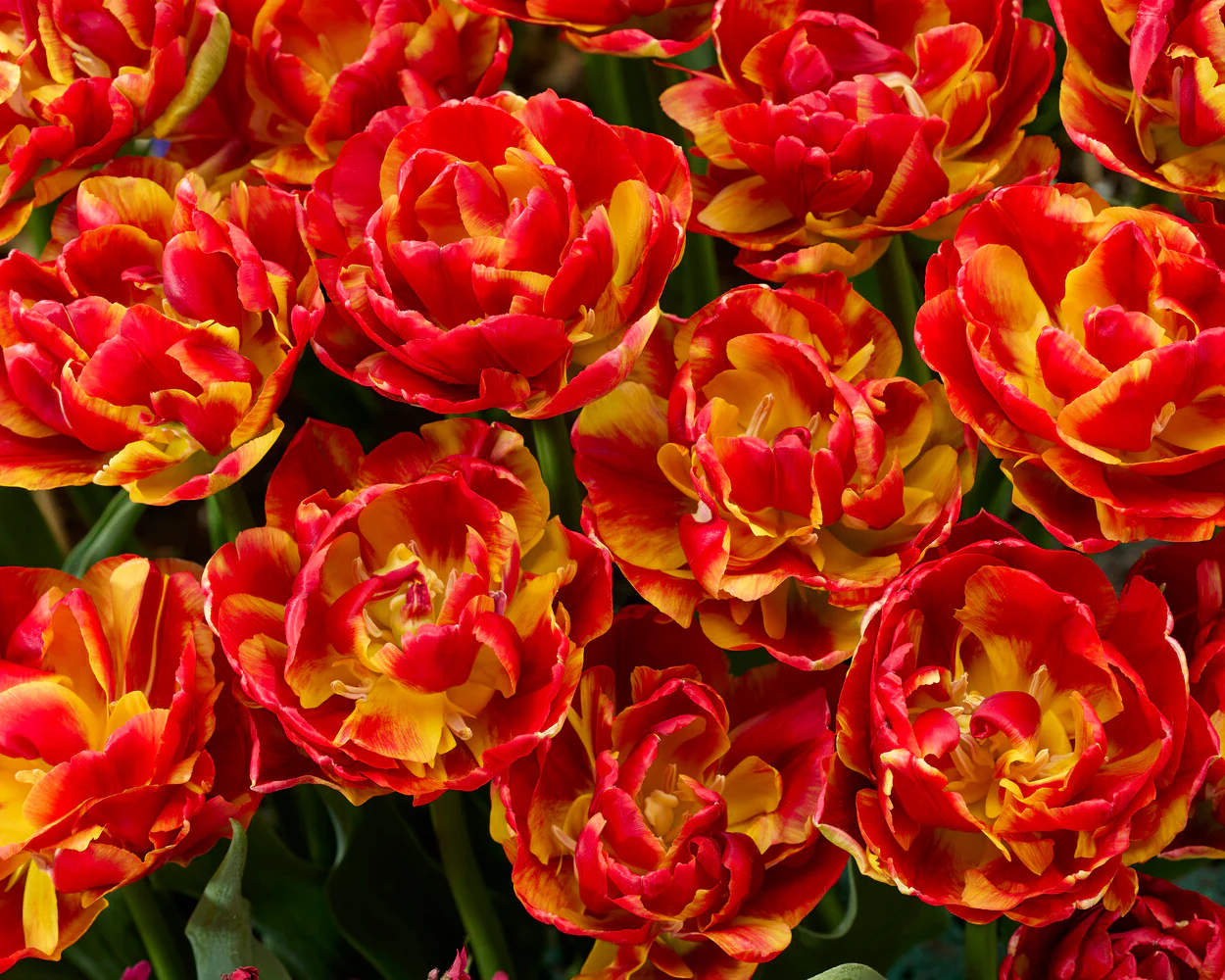 Tulip 'Tropical Sensation' - Image 2