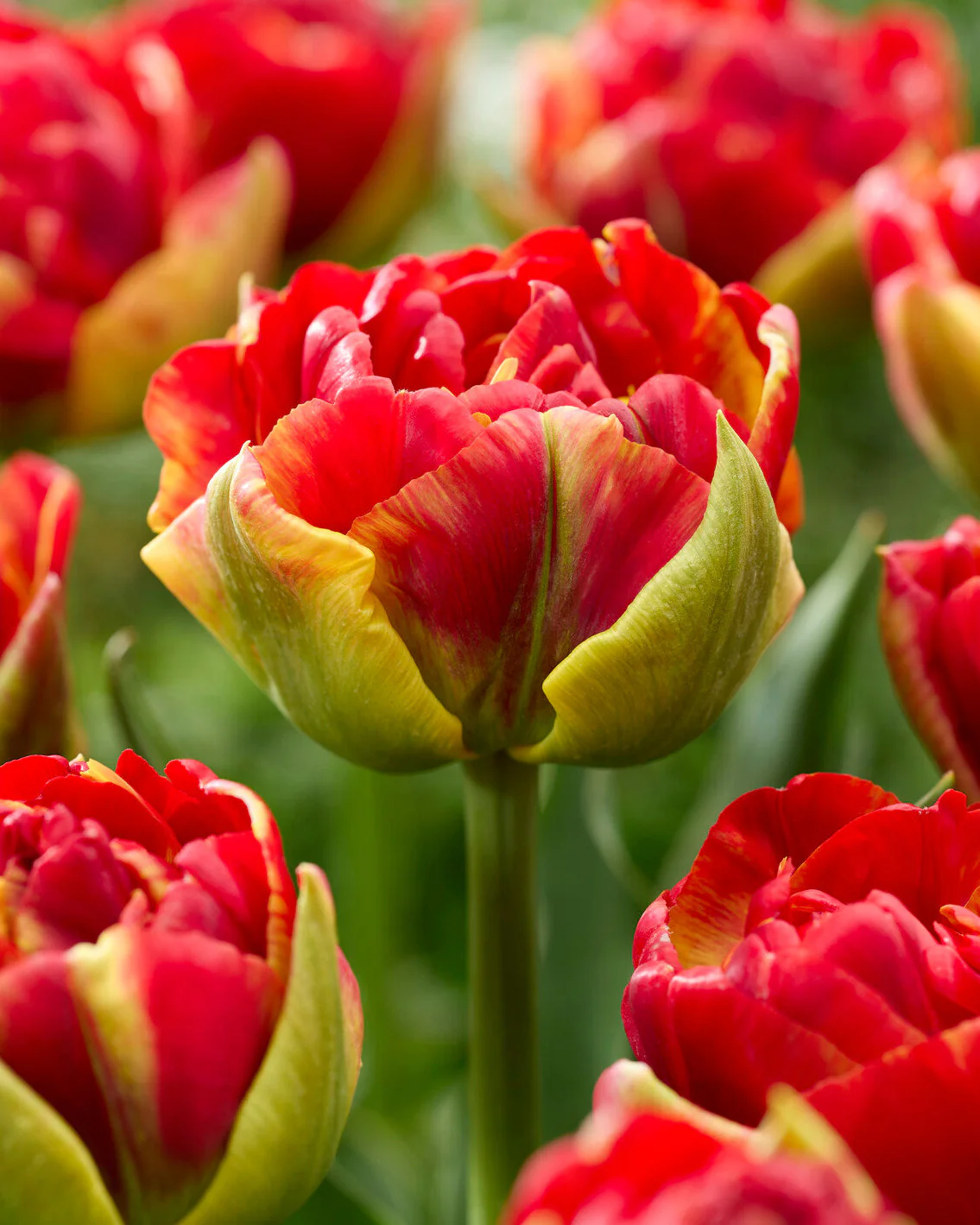 Tulip 'Tropical Sensation' - Image 4