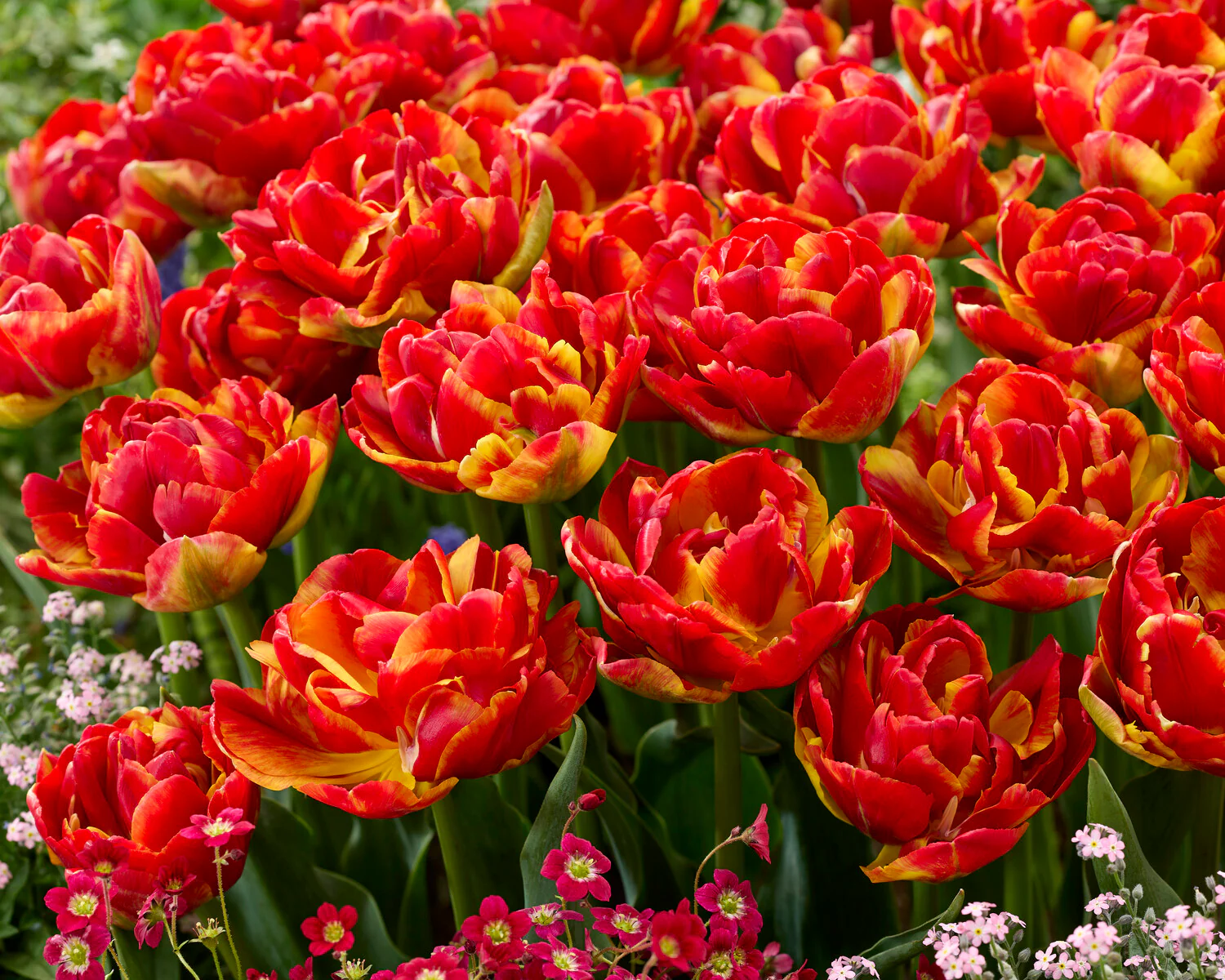 Tulip 'Tropical Sensation' - Image 5