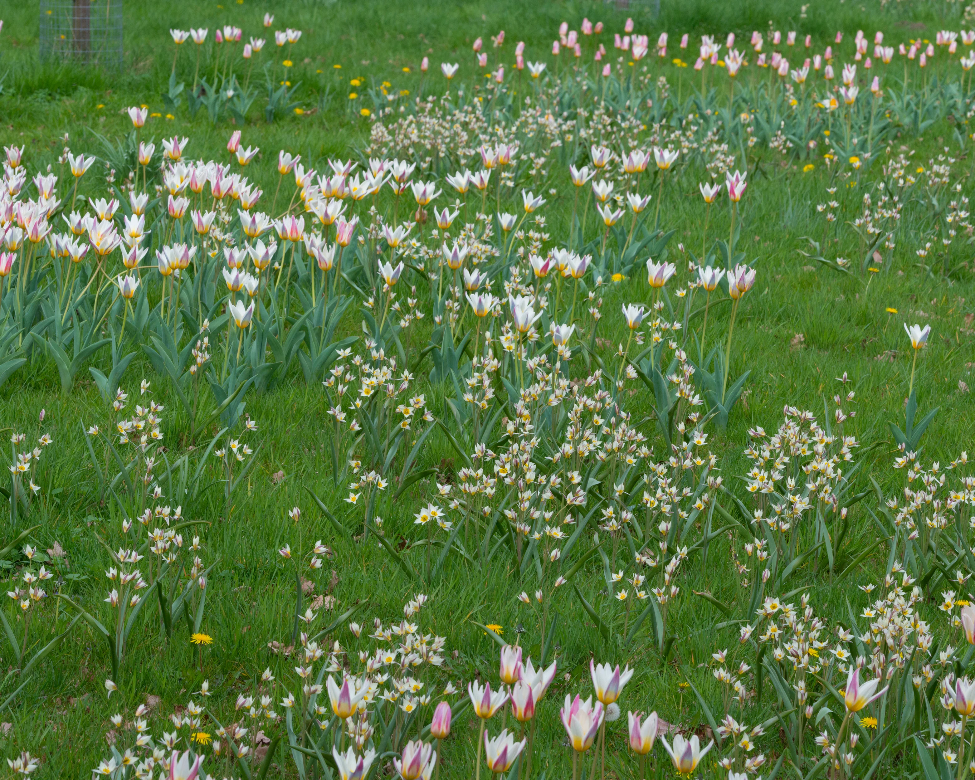 Tulip turkestanica - Image 10