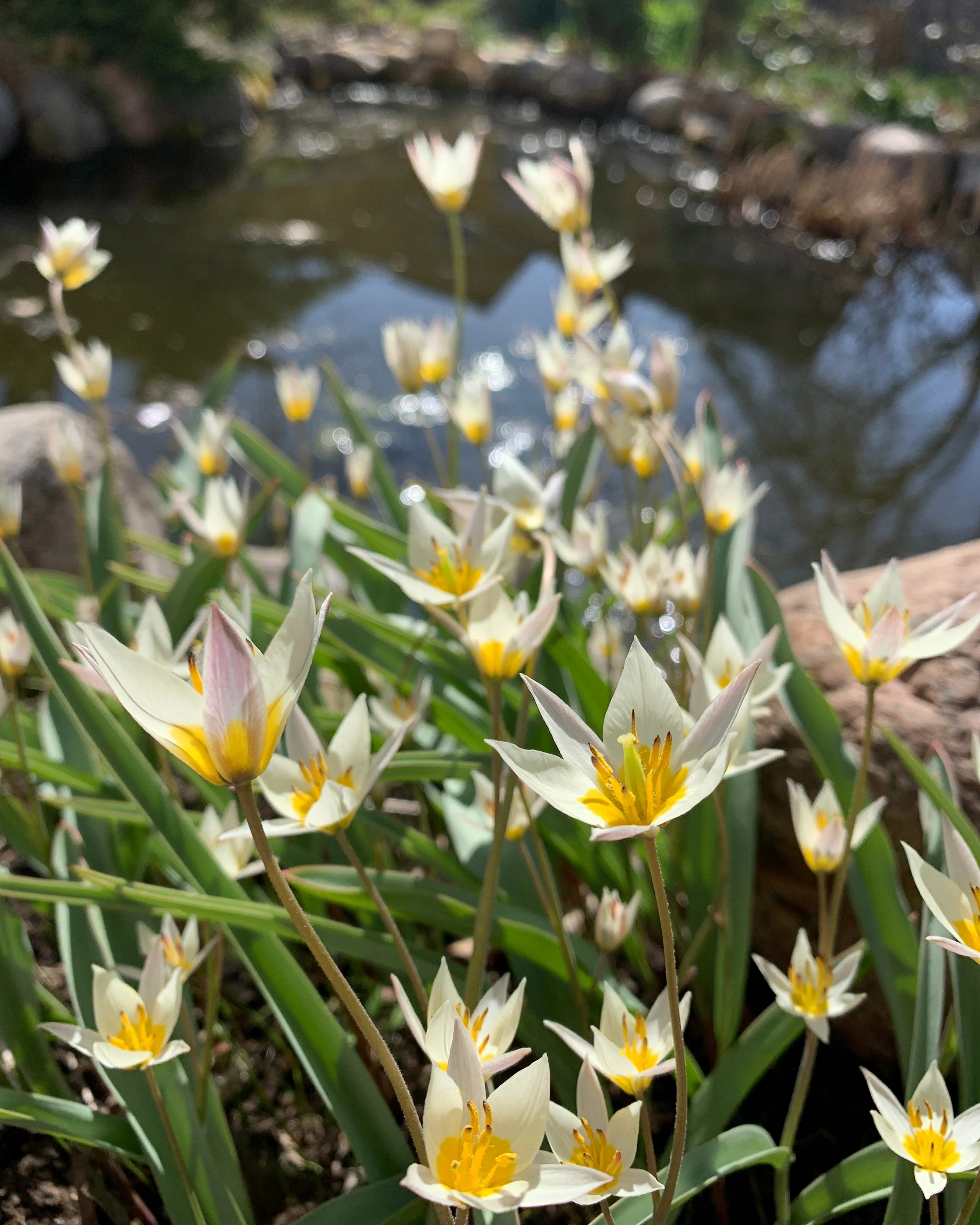Tulip turkestanica - Image 13