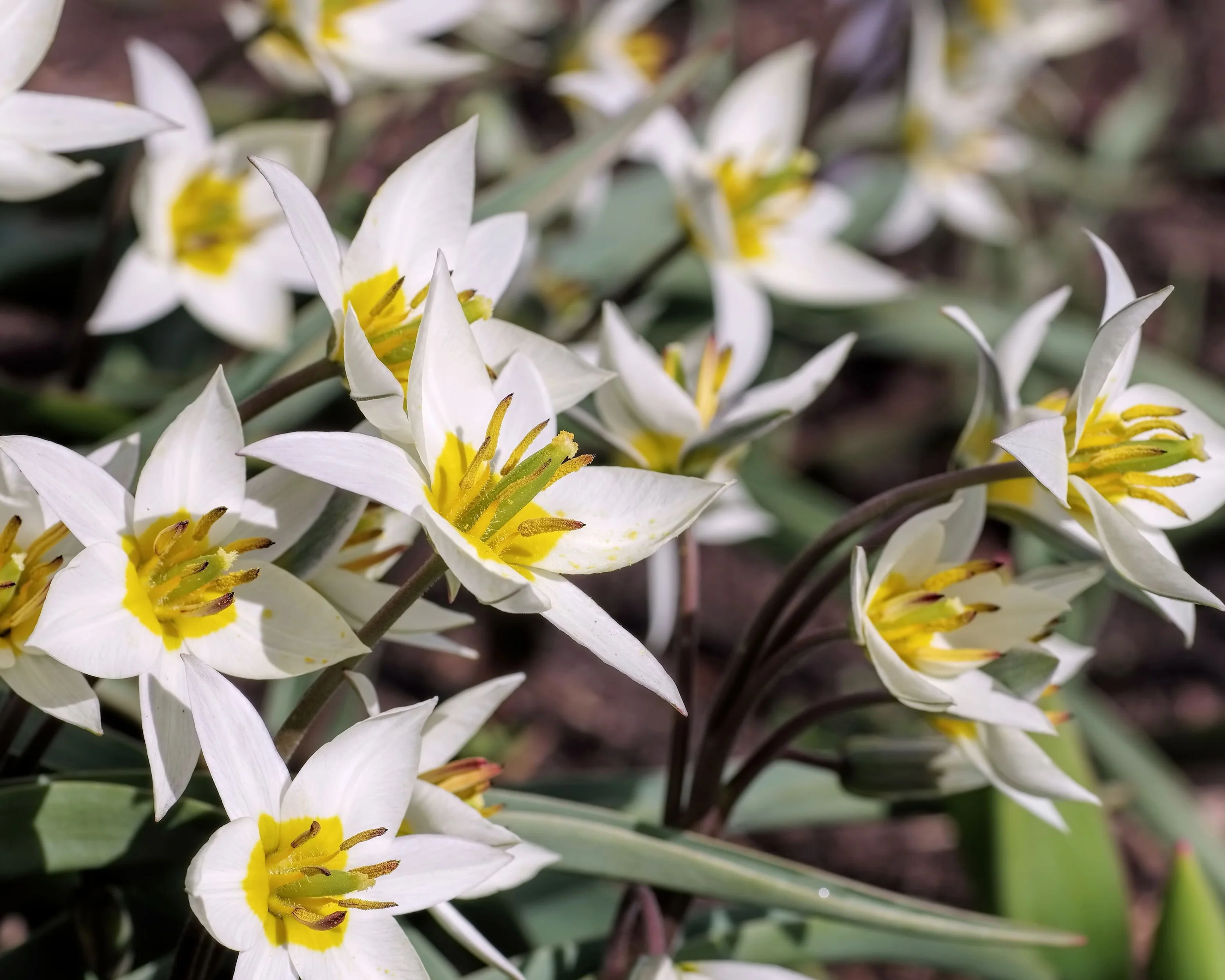 Tulip turkestanica - Image 2