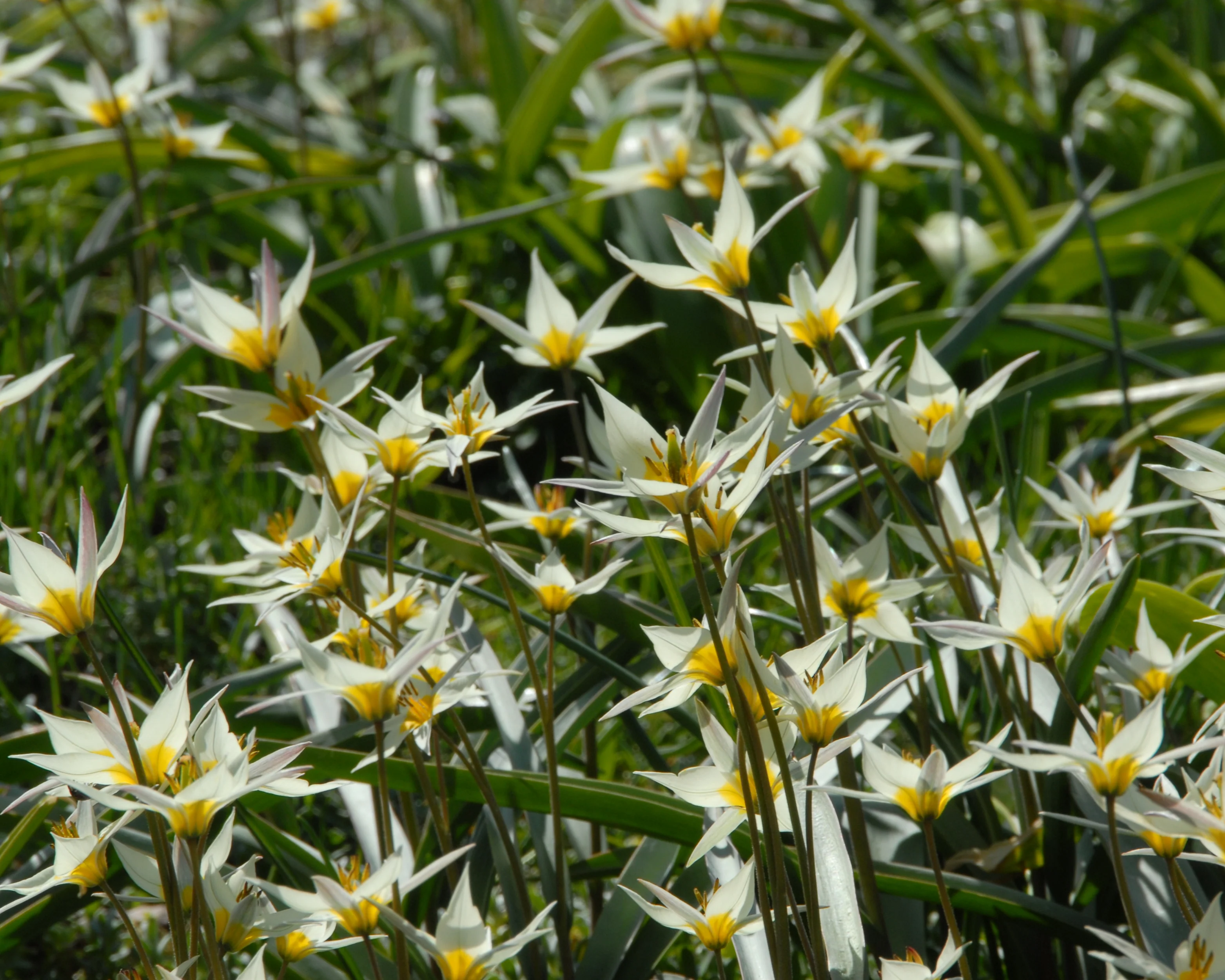 Tulip turkestanica - Image 4