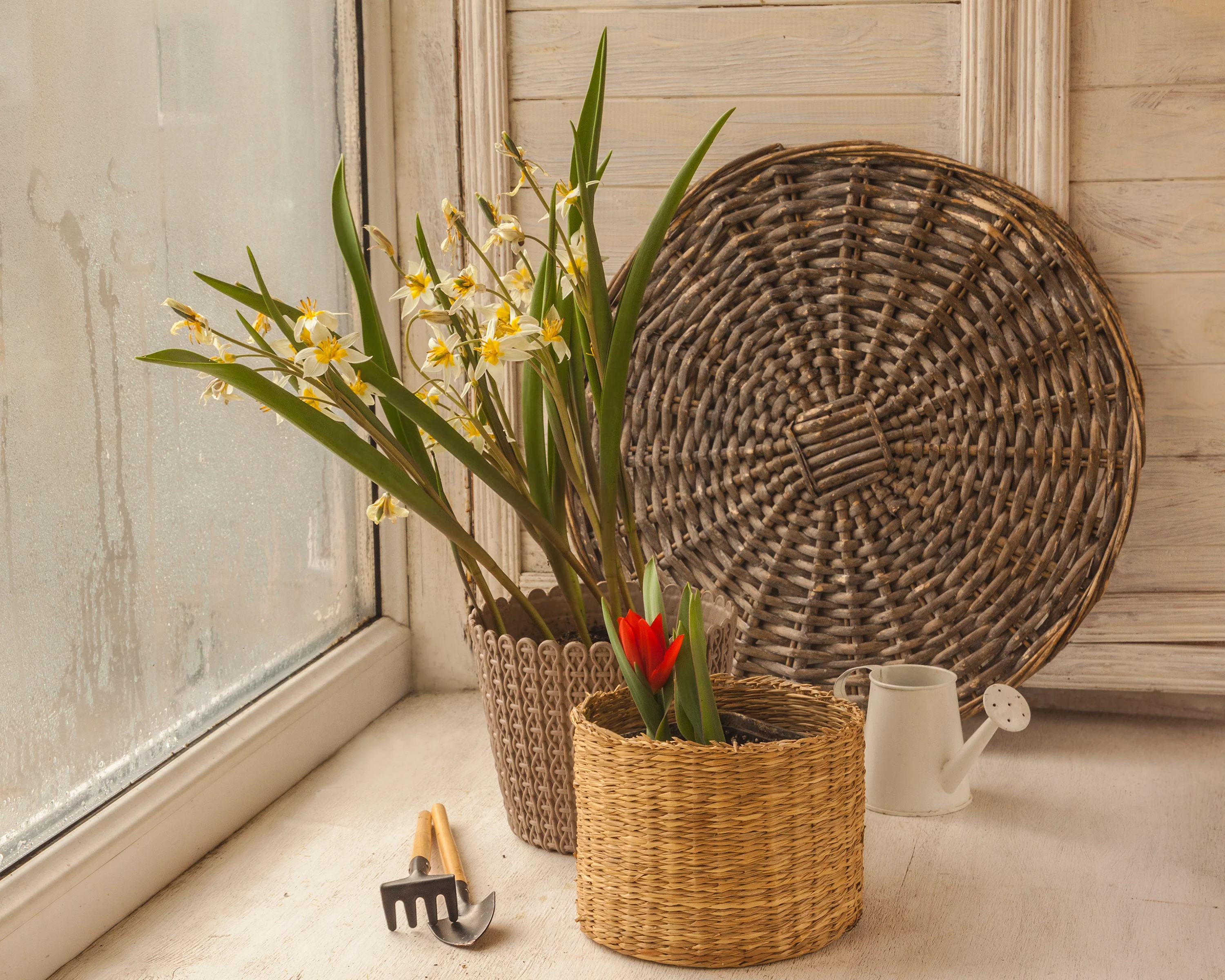 Tulip turkestanica - Image 6