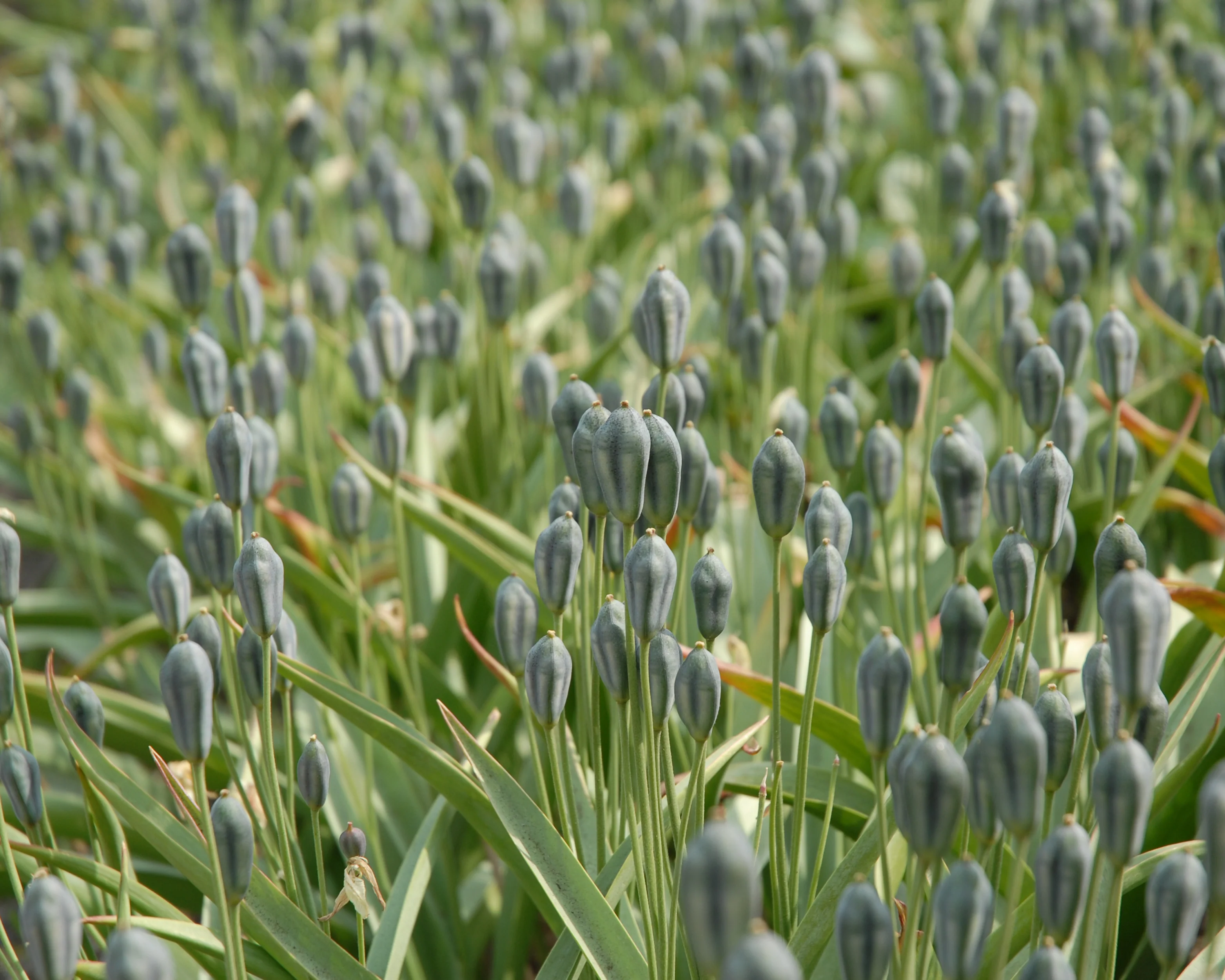 Tulip turkestanica - Image 7