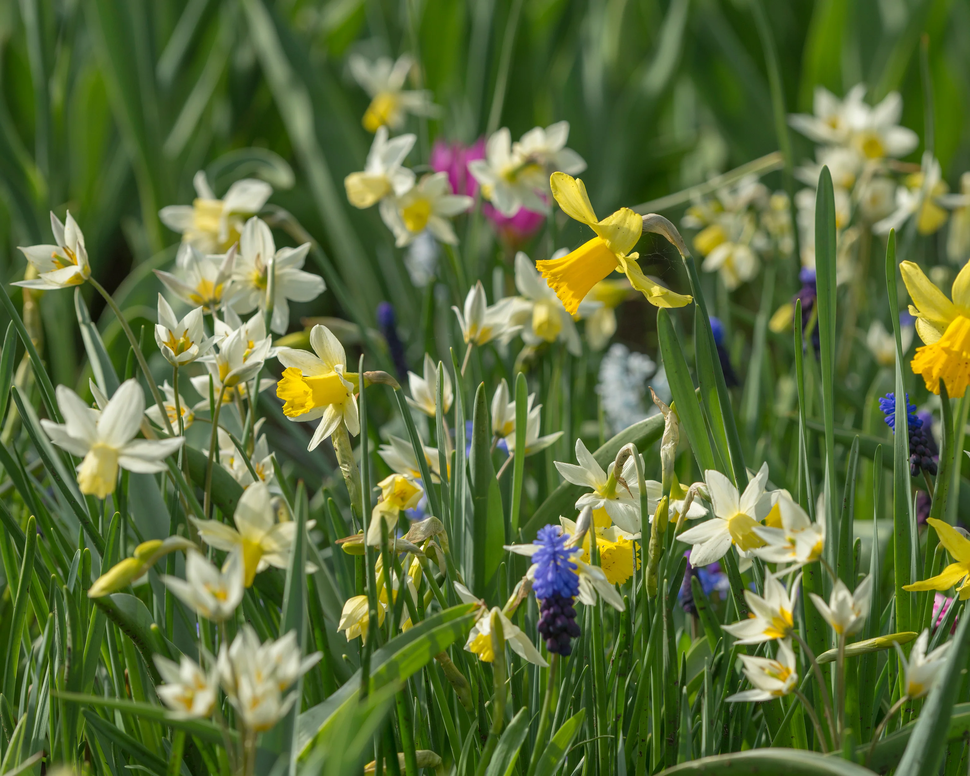Tulip turkestanica - Image 8