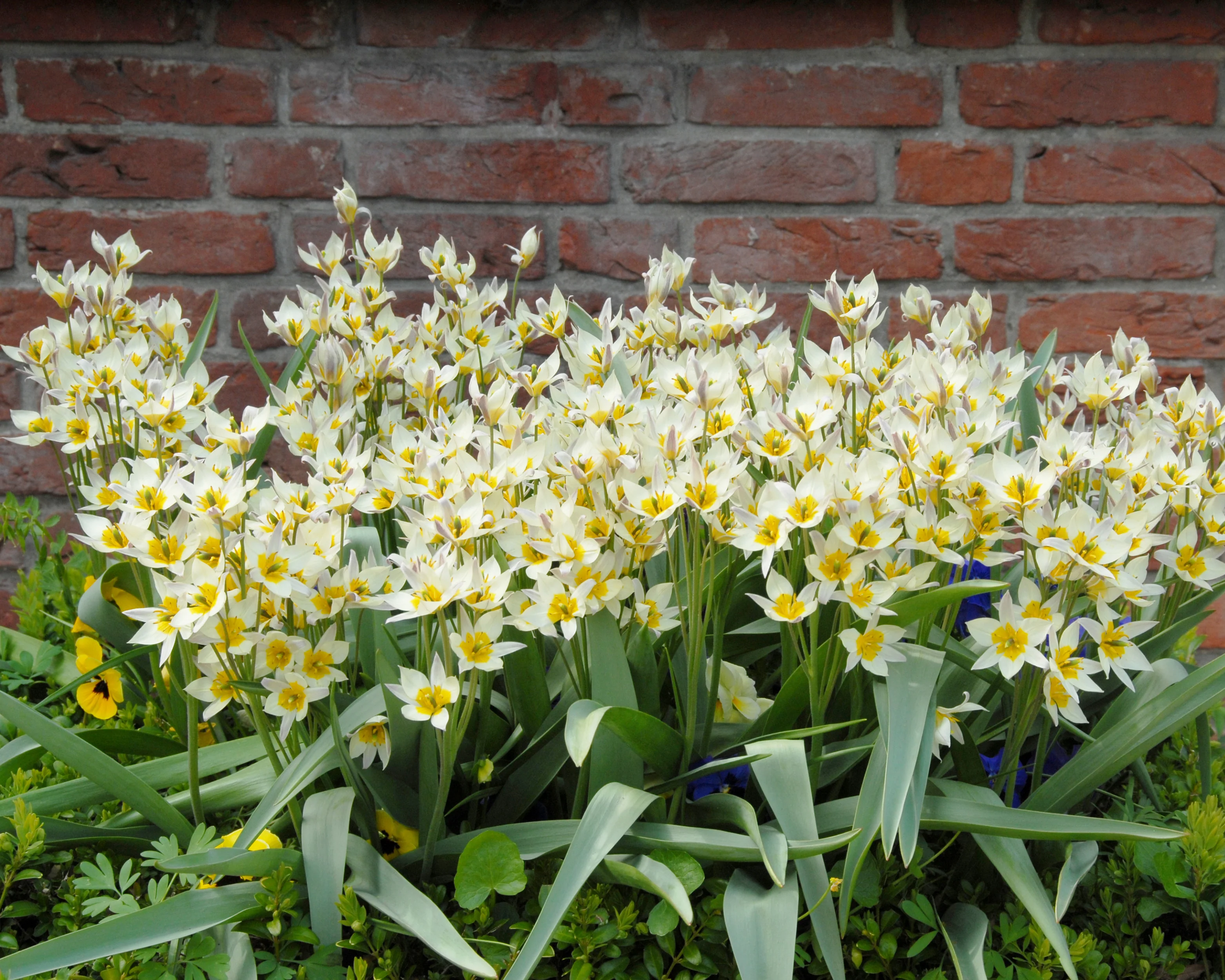 Tulip turkestanica - Image 9