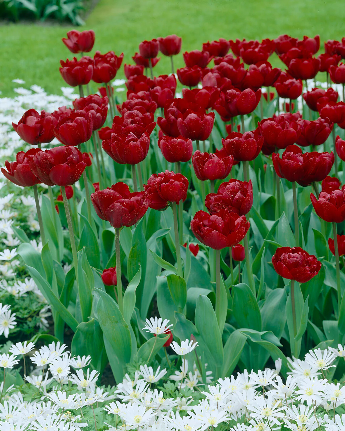 Tulip 'Uncle Tom' - Image 9