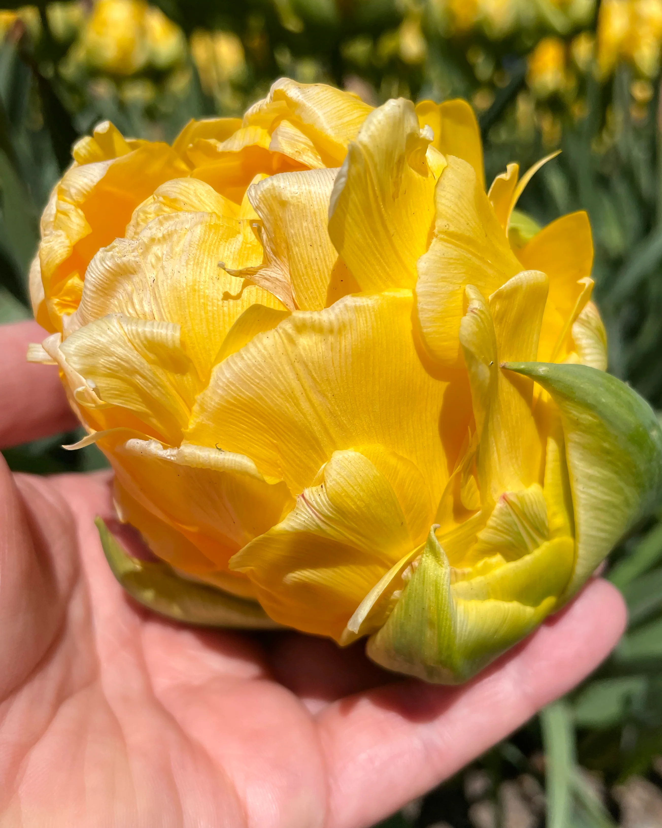 Tulip 'Vanilla Coup' - Image 11