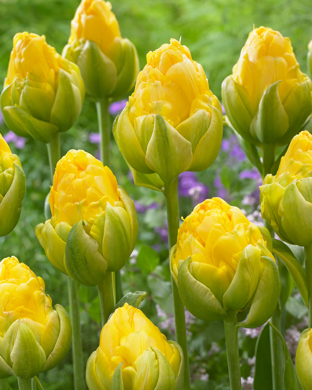 Tulip 'Vanilla Coup' - Image 5