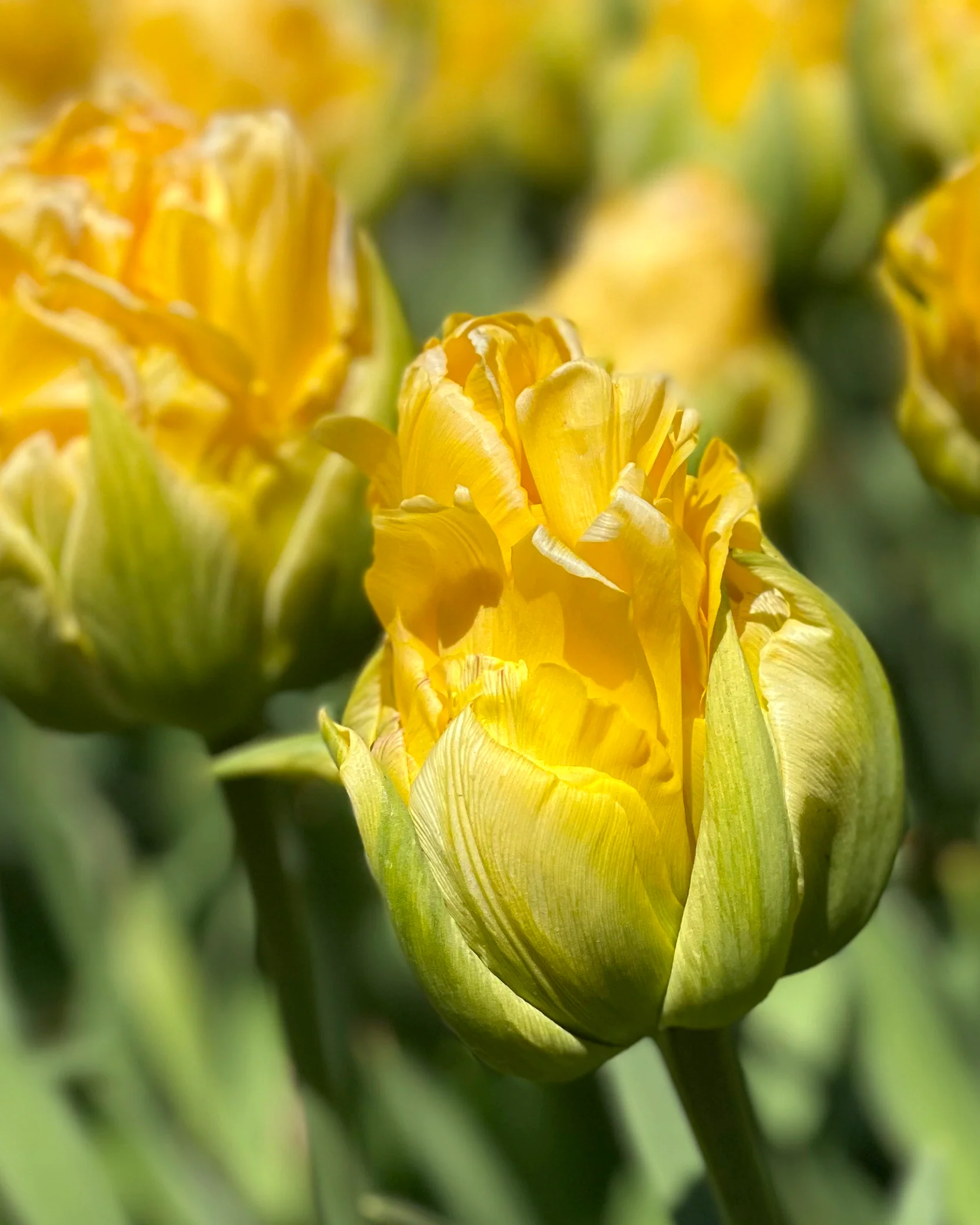 Tulip 'Vanilla Coup' - Image 6
