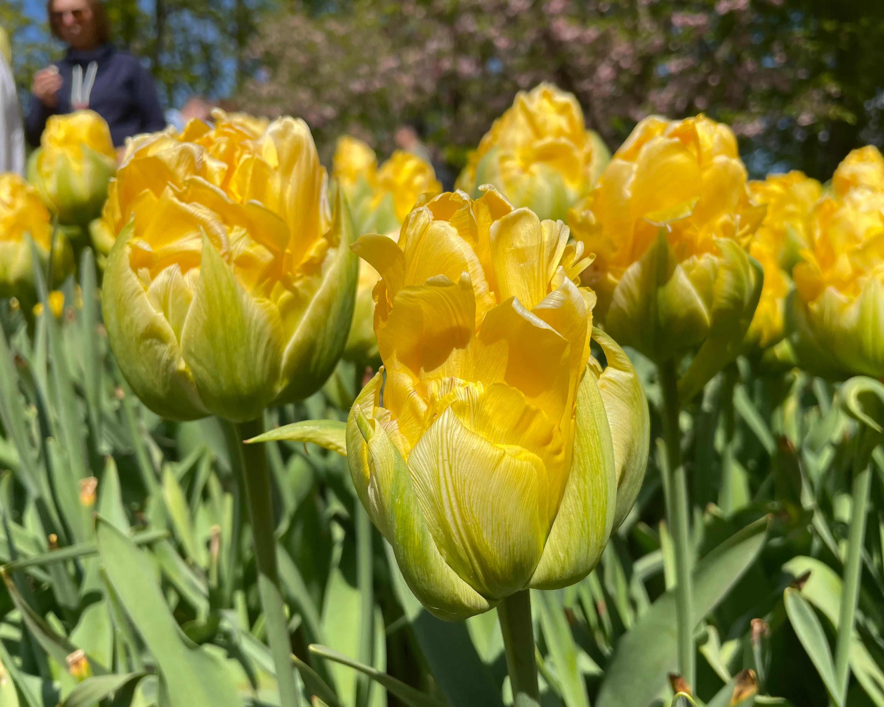 Tulip 'Vanilla Coup' - Image 8