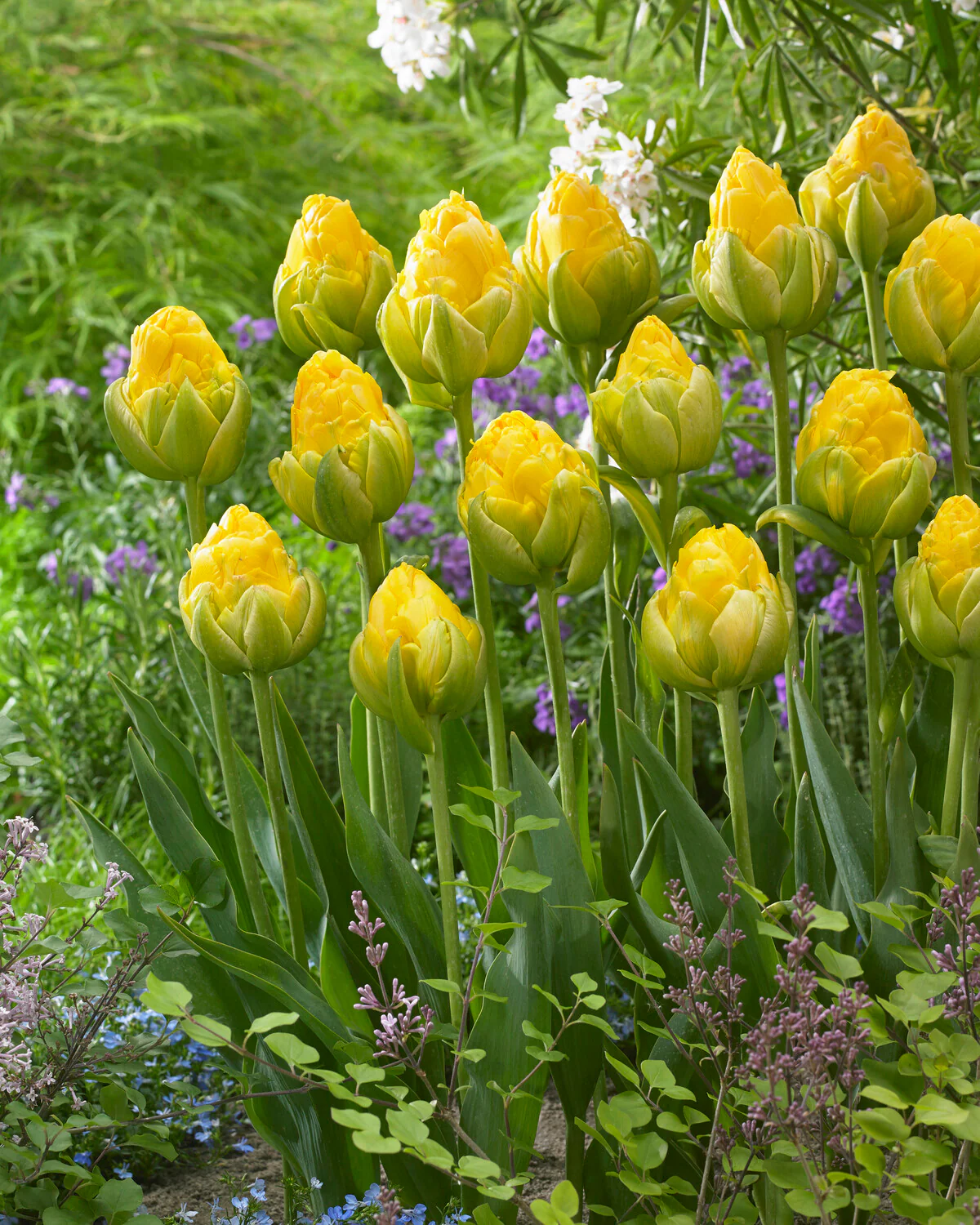 Tulip 'Vanilla Coup' - Image 9