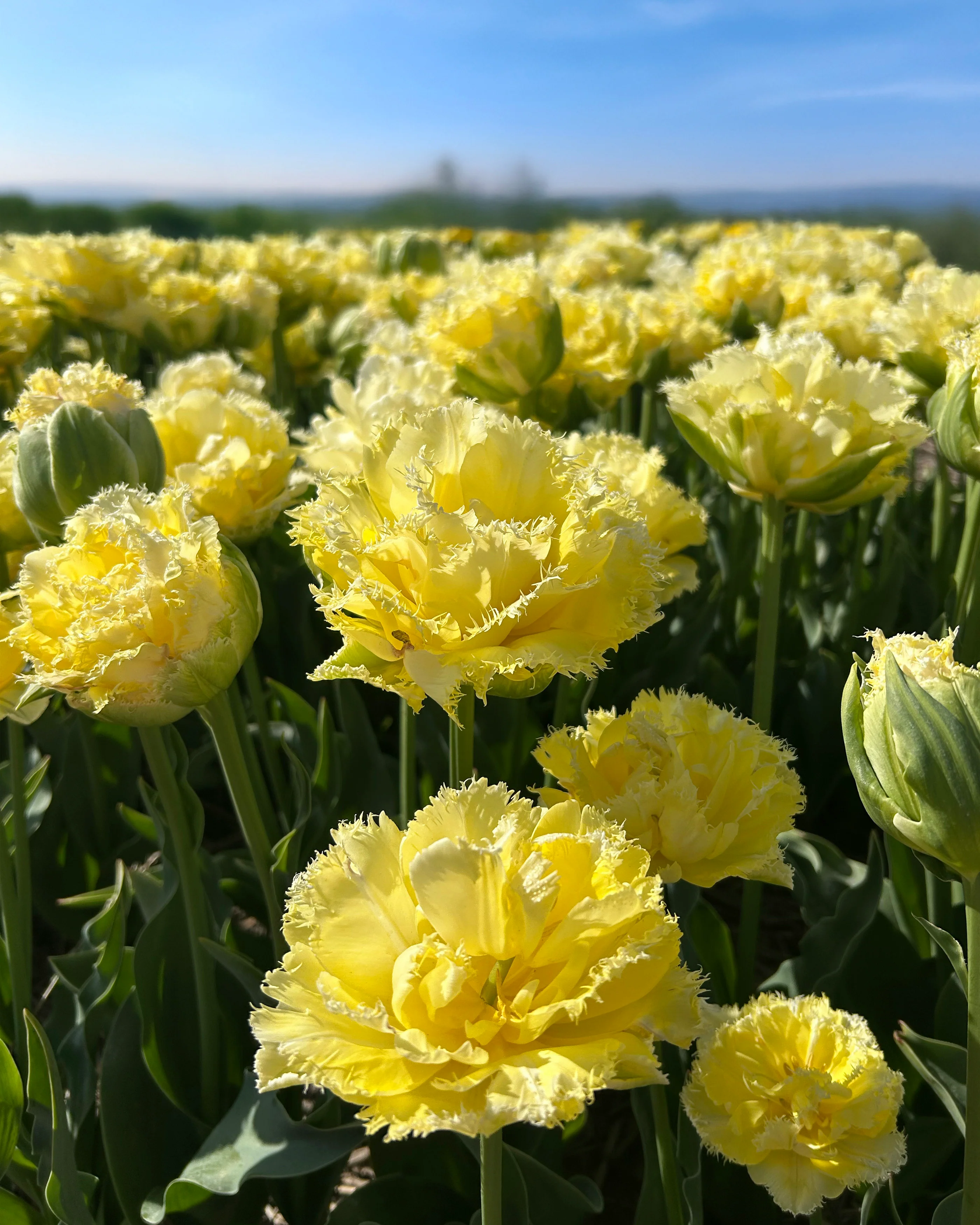Tulip 'Vanilla Dance' - Image 3