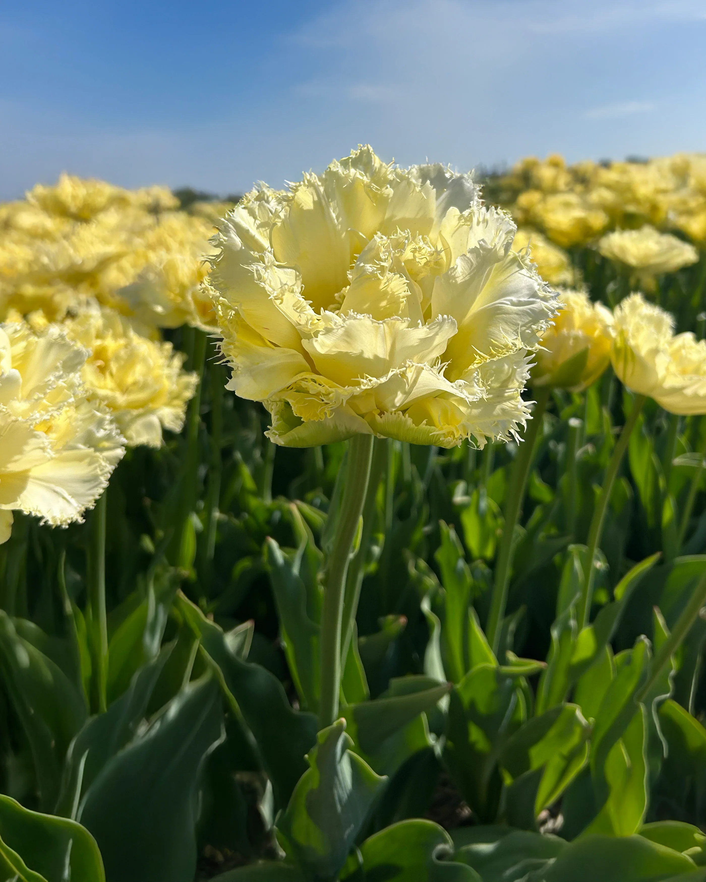 Tulip 'Vanilla Dance' - Image 4
