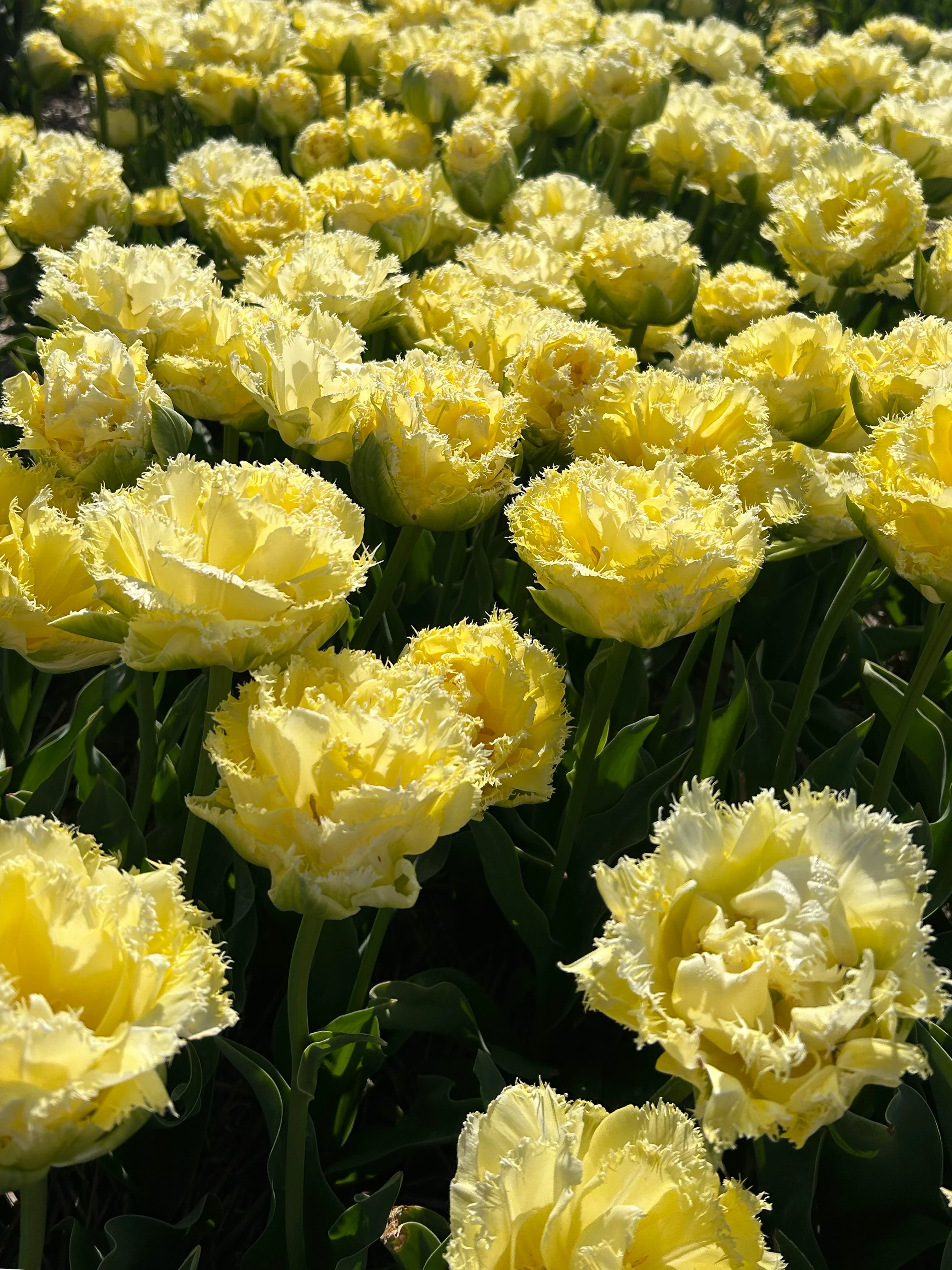 Tulip 'Vanilla Dance' - Image 5