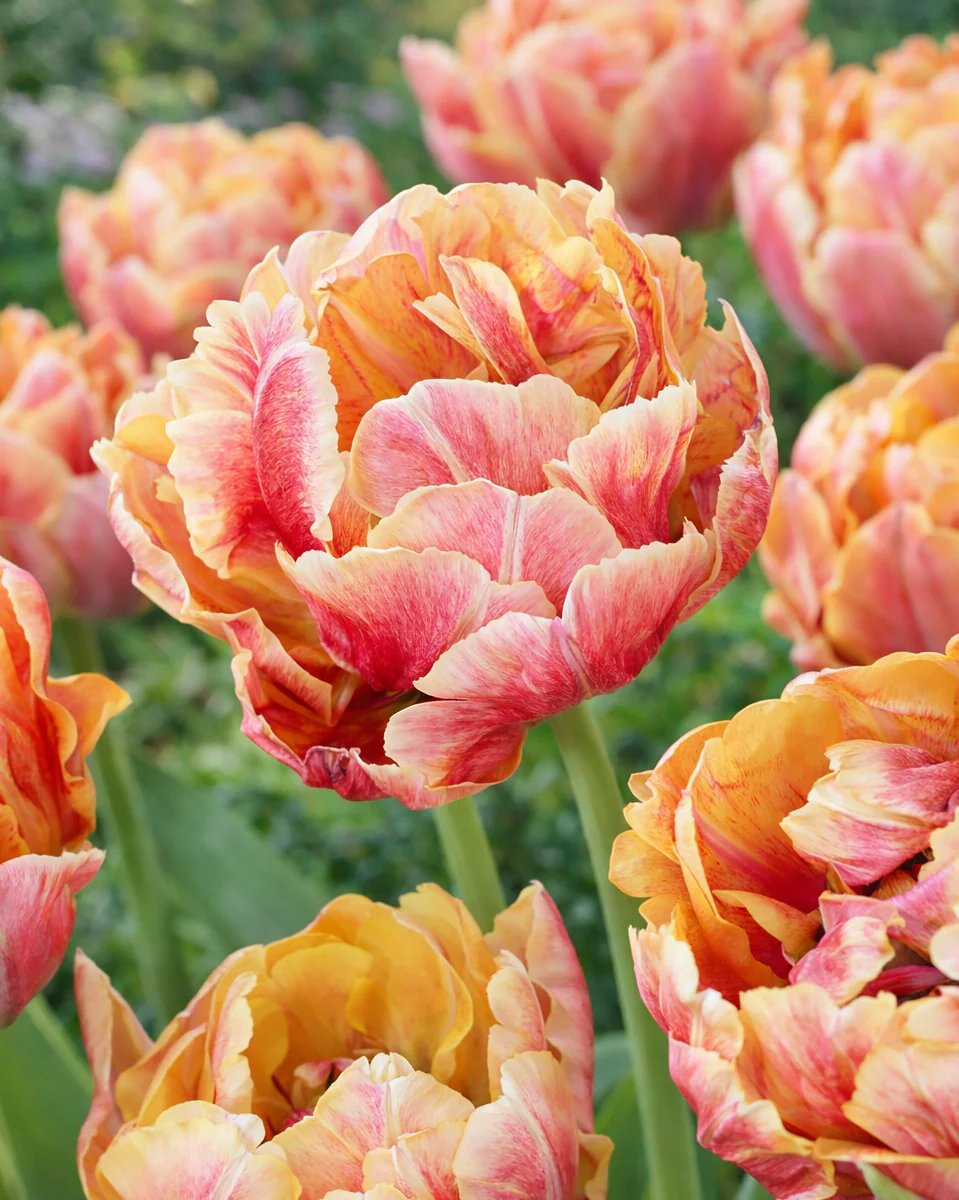 Tulip 'Verona Sunrise'