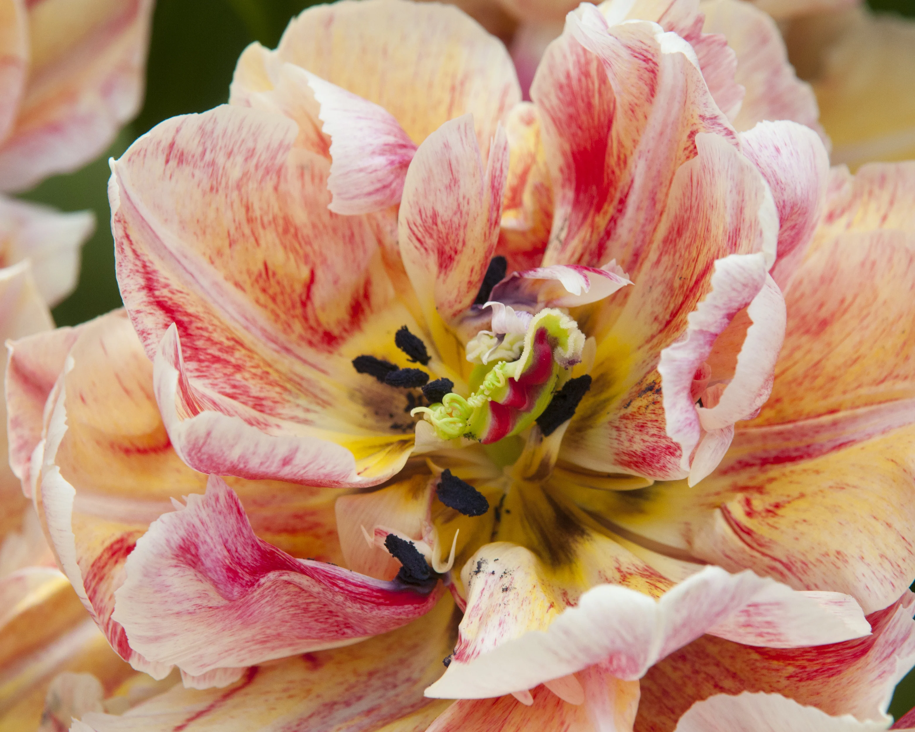 Tulip 'Verona Sunrise' - Image 2