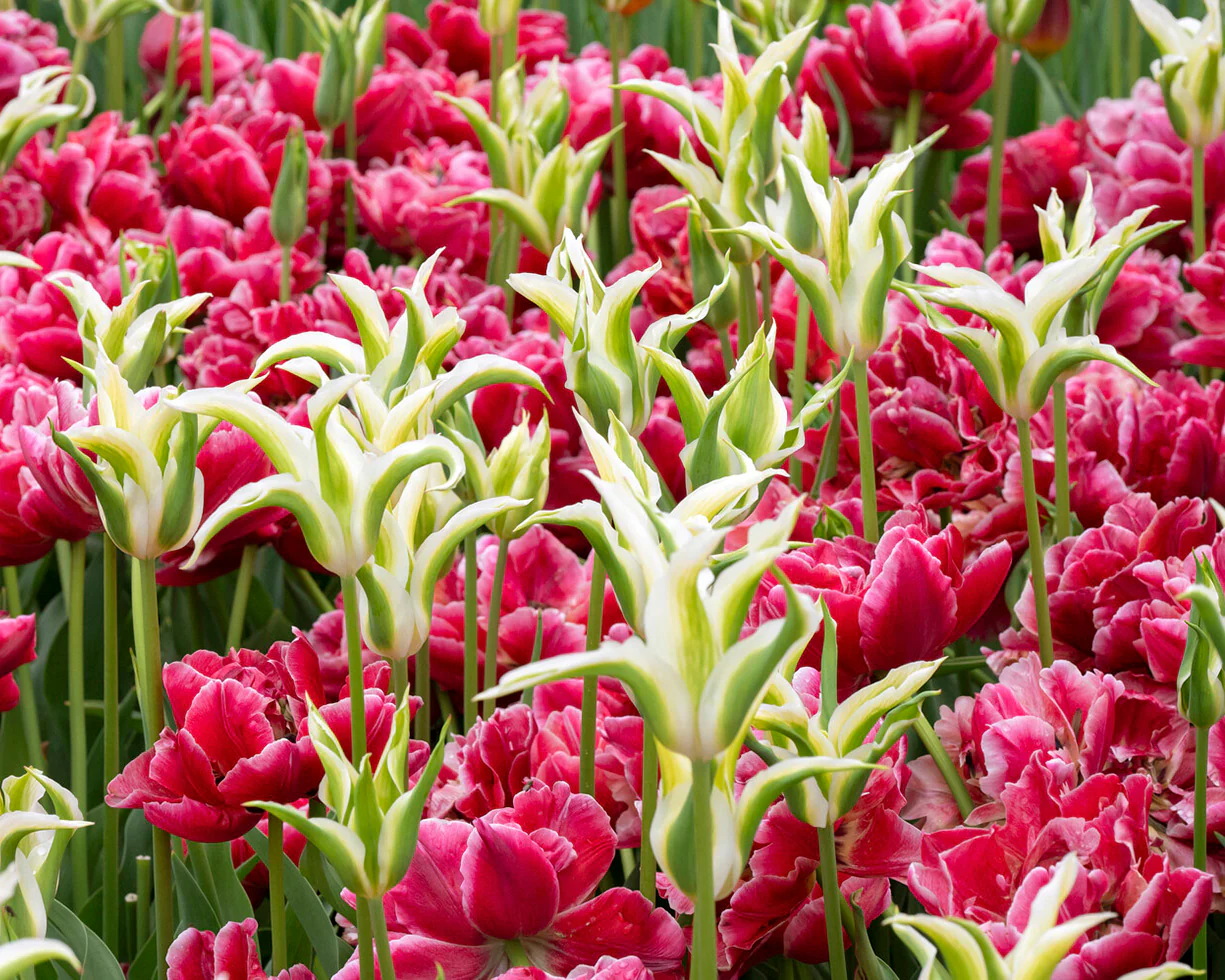 Tulip 'Verona Sunrise' - Image 3